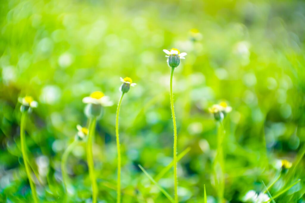 Blurred,Soft light and green fresh nature meadow grass flowers of bokeh background Stock Free