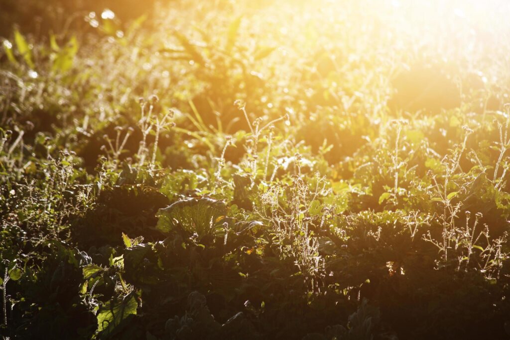 Fresh Grass flower in natural sunlight Stock Free