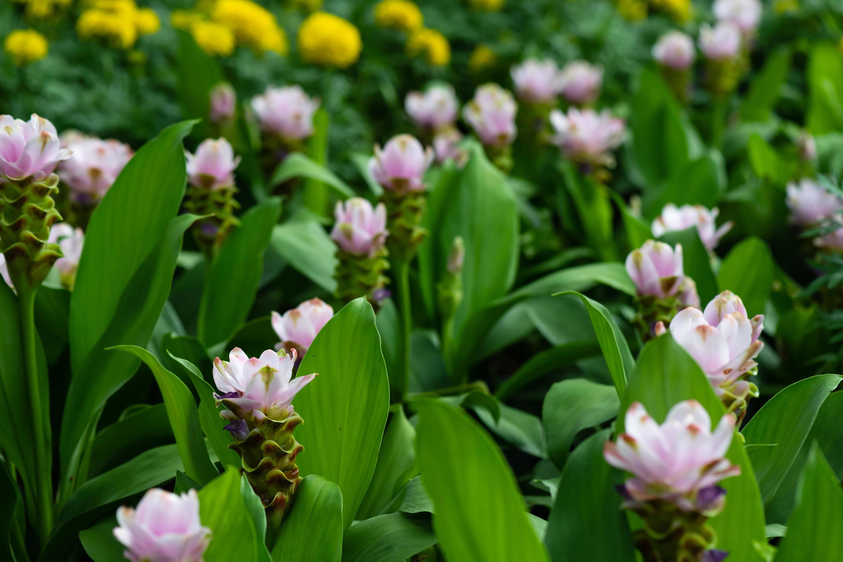 pink flowers on green nature background Stock Free