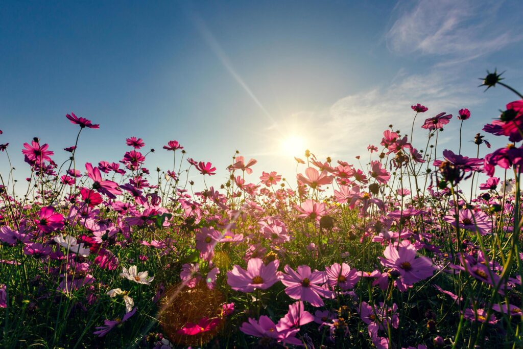 View cosmos flower and sky sunset, natural background. Stock Free