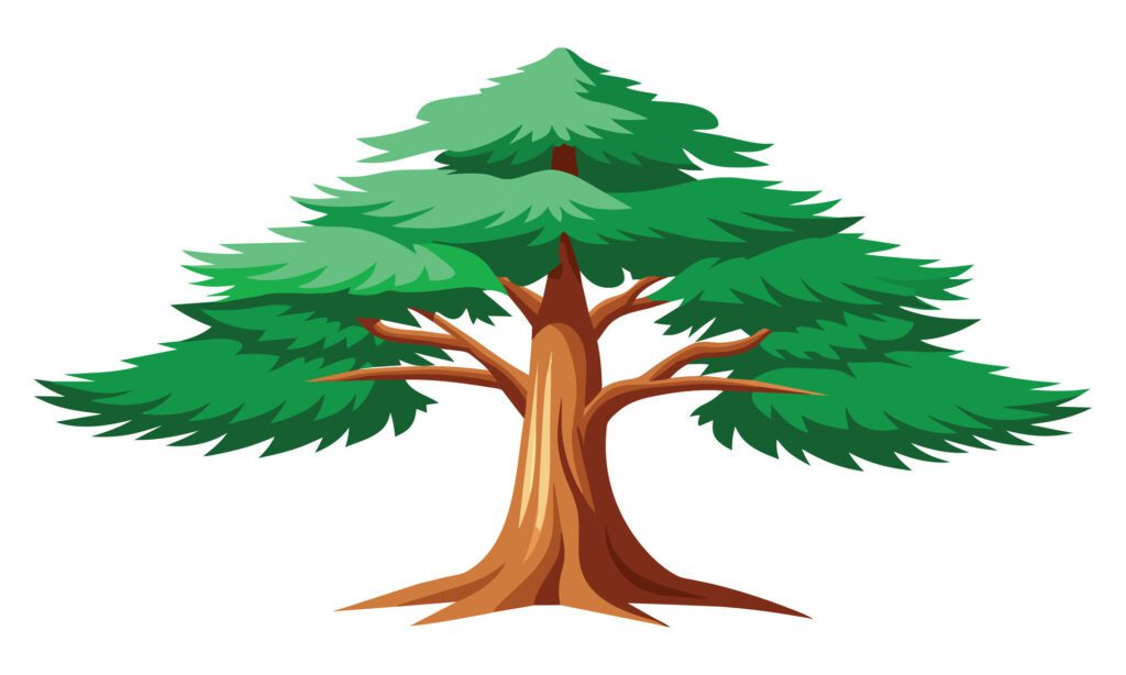 Cedar tree outline isolated flat illustration on white background. Free Vector