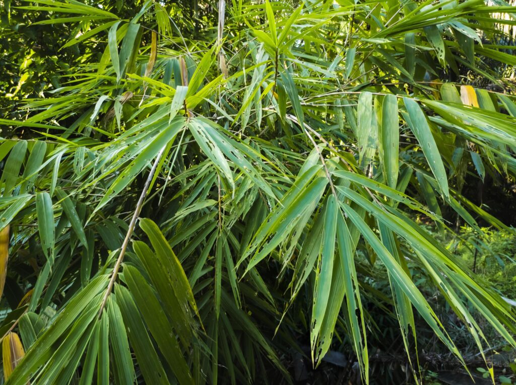 close up of green bamboo leaves suitable for natural background Stock Free