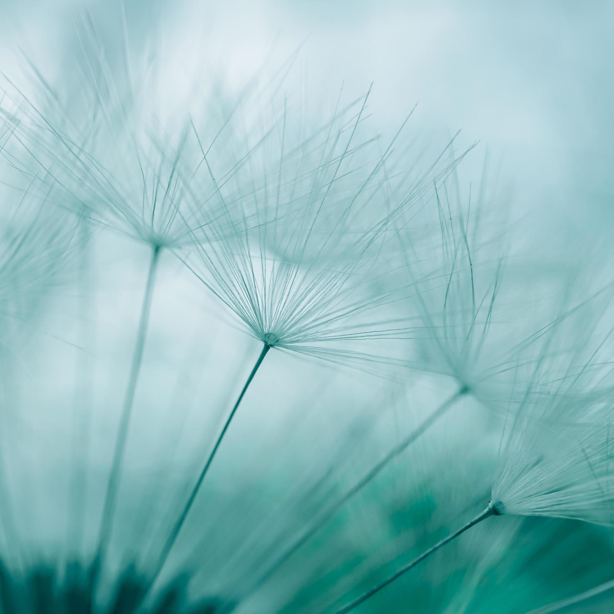 romantic white dandelion flower seed in springtime Stock Free