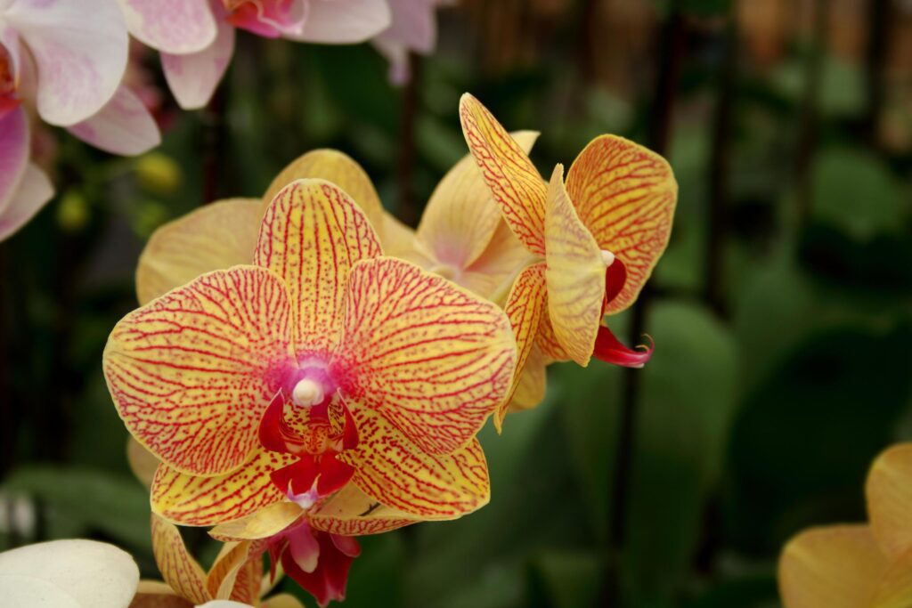 Bright yellow and red Vanda orchid flower blooming on bunch and blur background. Stock Free