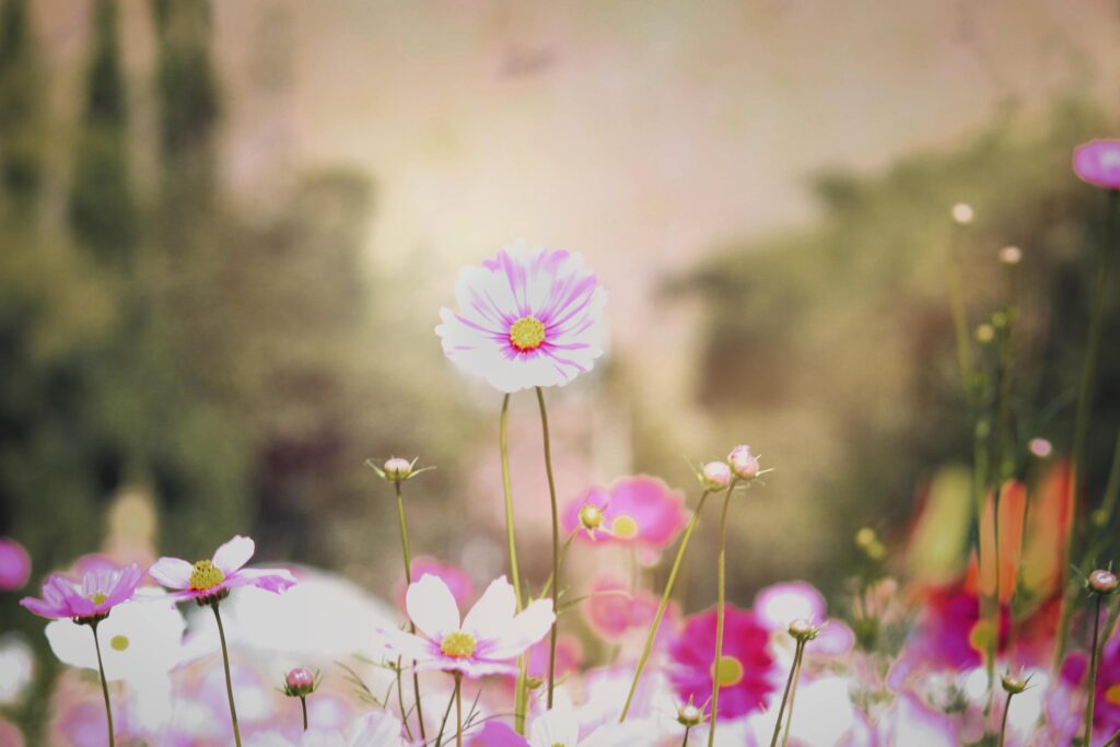 Pink cosmos flower blooming cosmos flower field, beautiful vivid natural summer garden outdoor park image. Stock Free