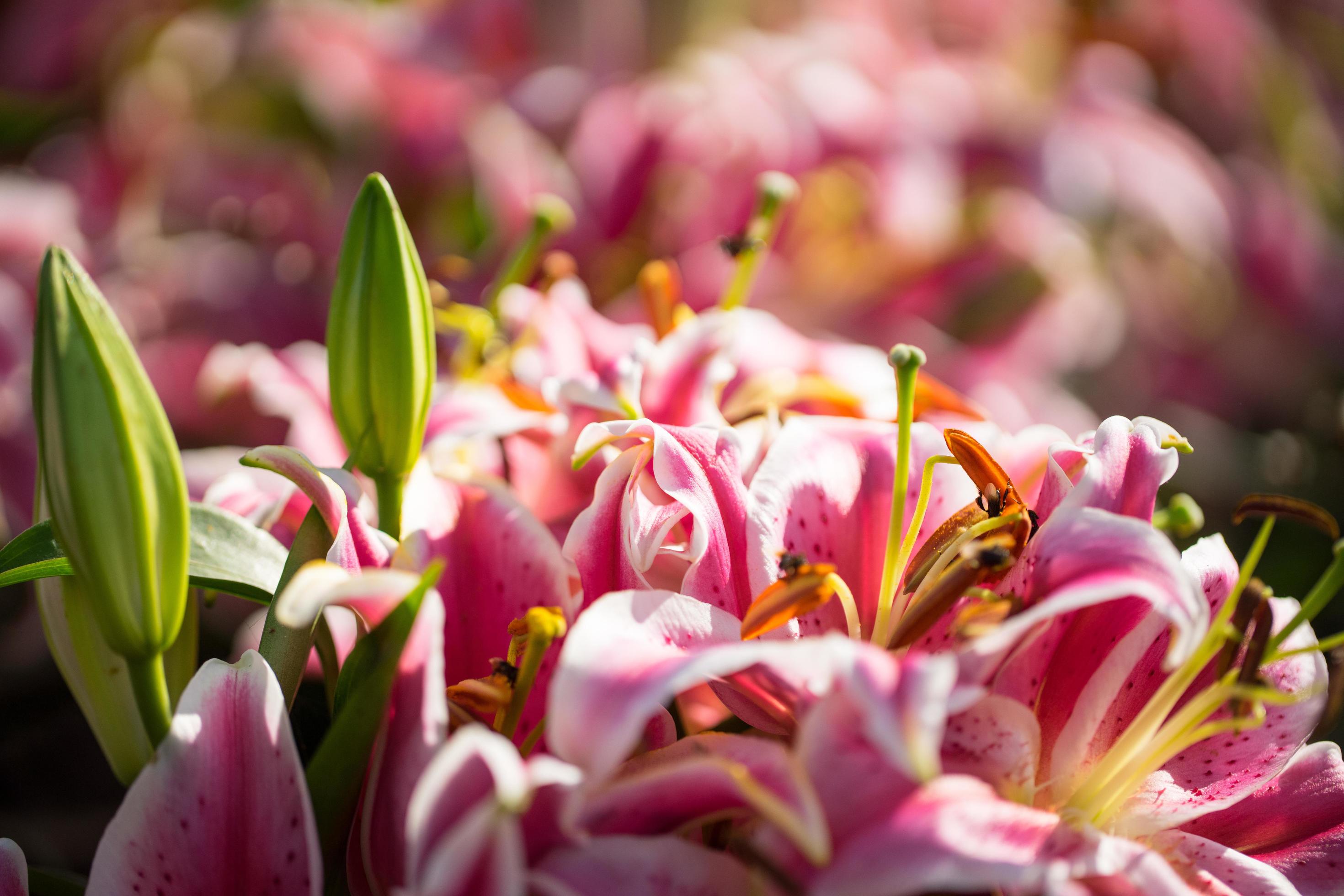 pink flower with bee Stock Free