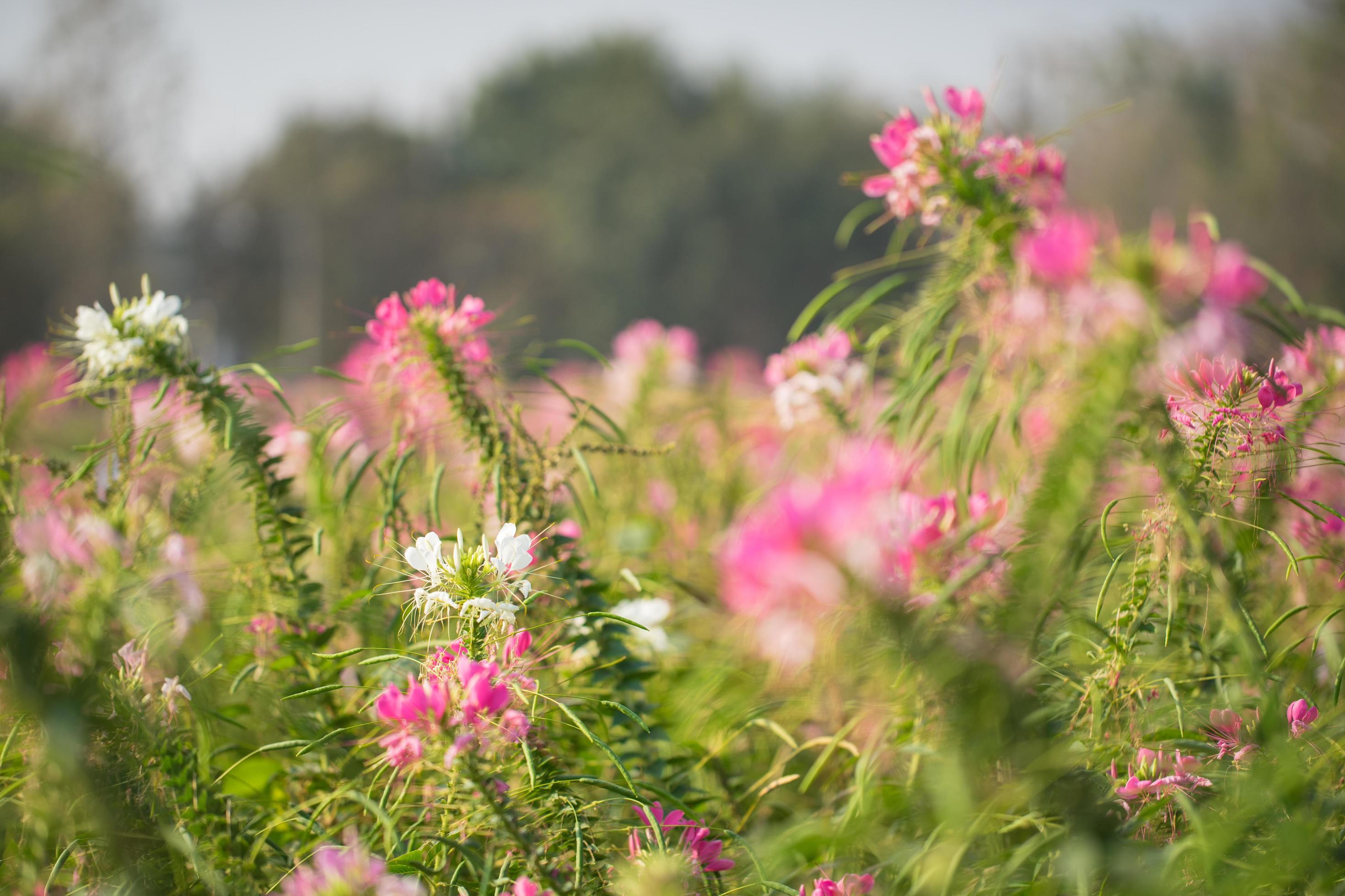 beautiful flower field in the morning Stock Free