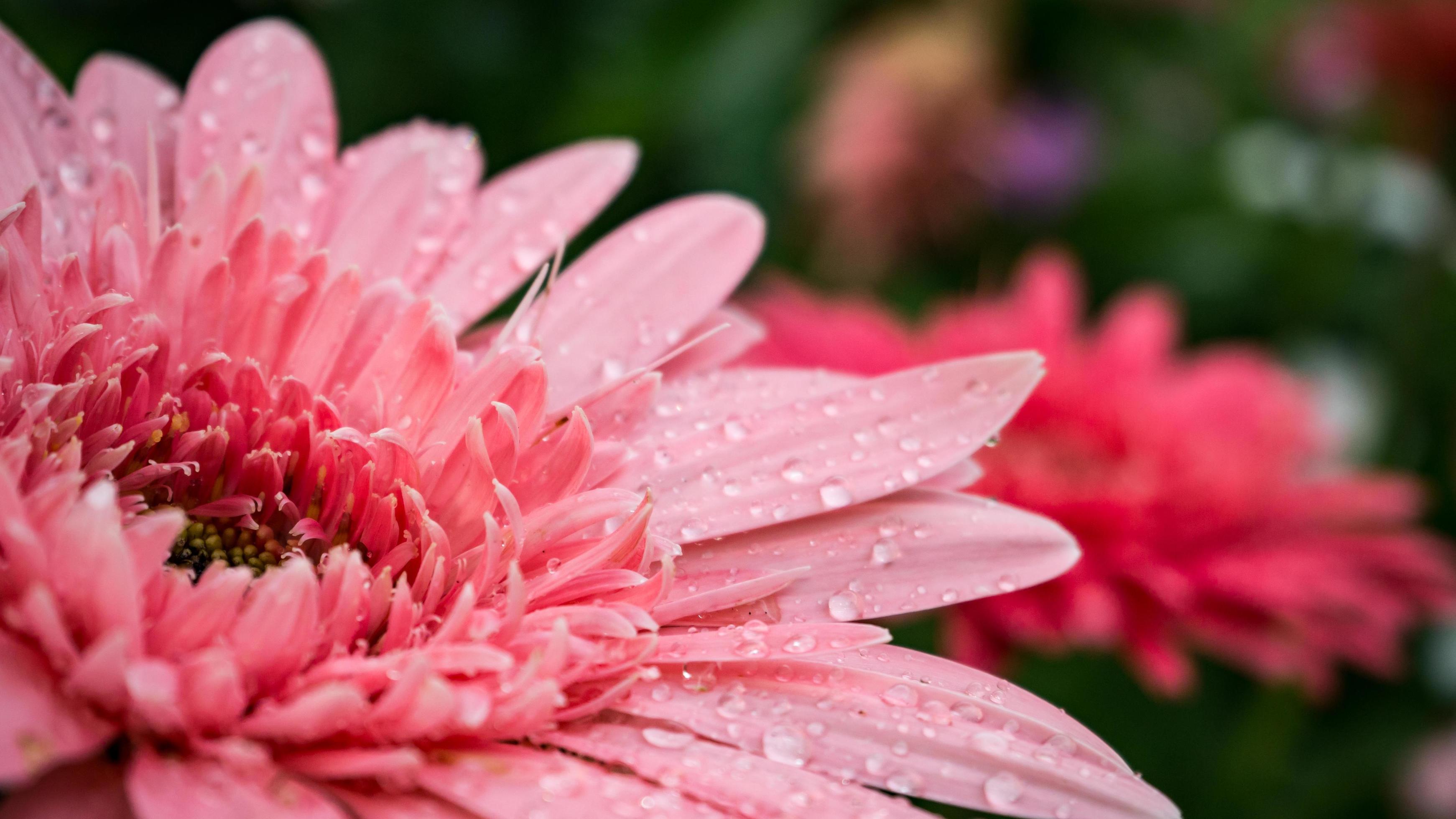 beautiful gerbera flower on the outdoor garden Stock Free