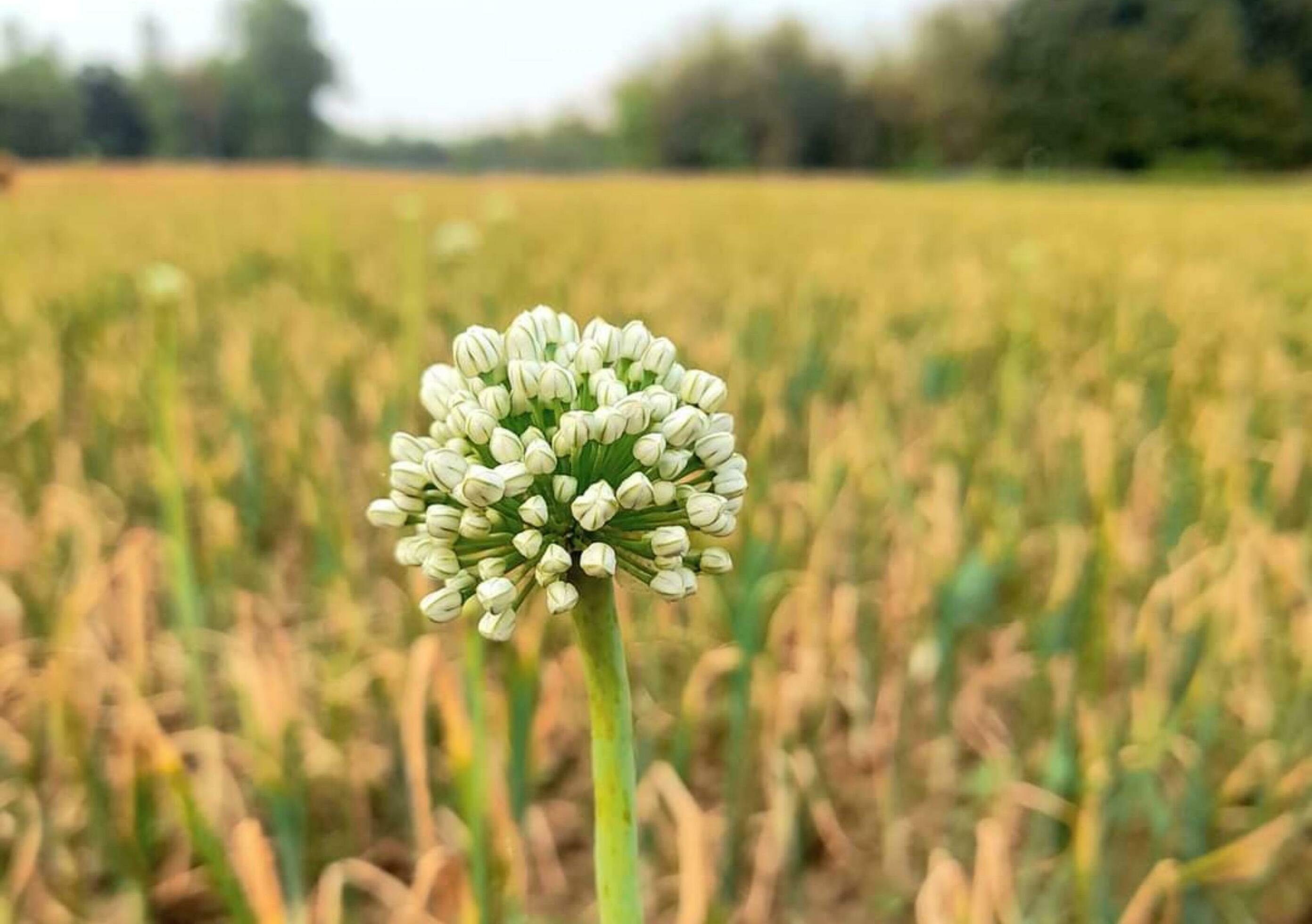 Beautiful blooming flower Stock Free