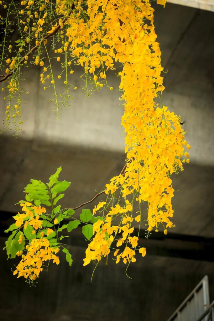 Beautiful golden shower flower Ratchaphruek, tropical yellow flower blooming in summer garden Stock Free