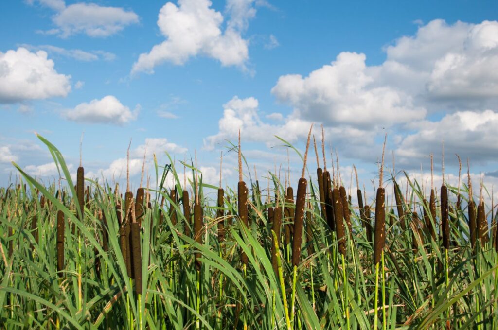 Waving reeds Stock Free