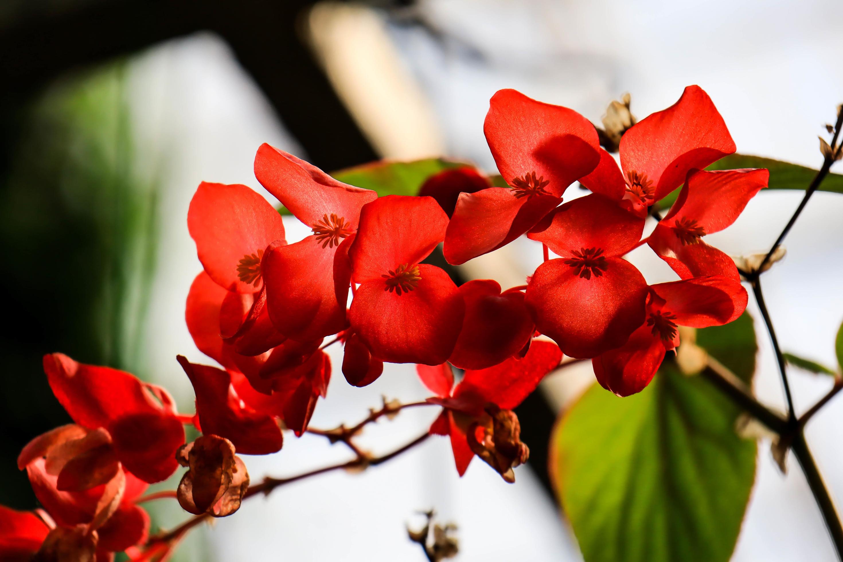 Chaenomeles, Japanese quince flower close-up, red buds of flowering plants in the Rosaceae family. Stock Free