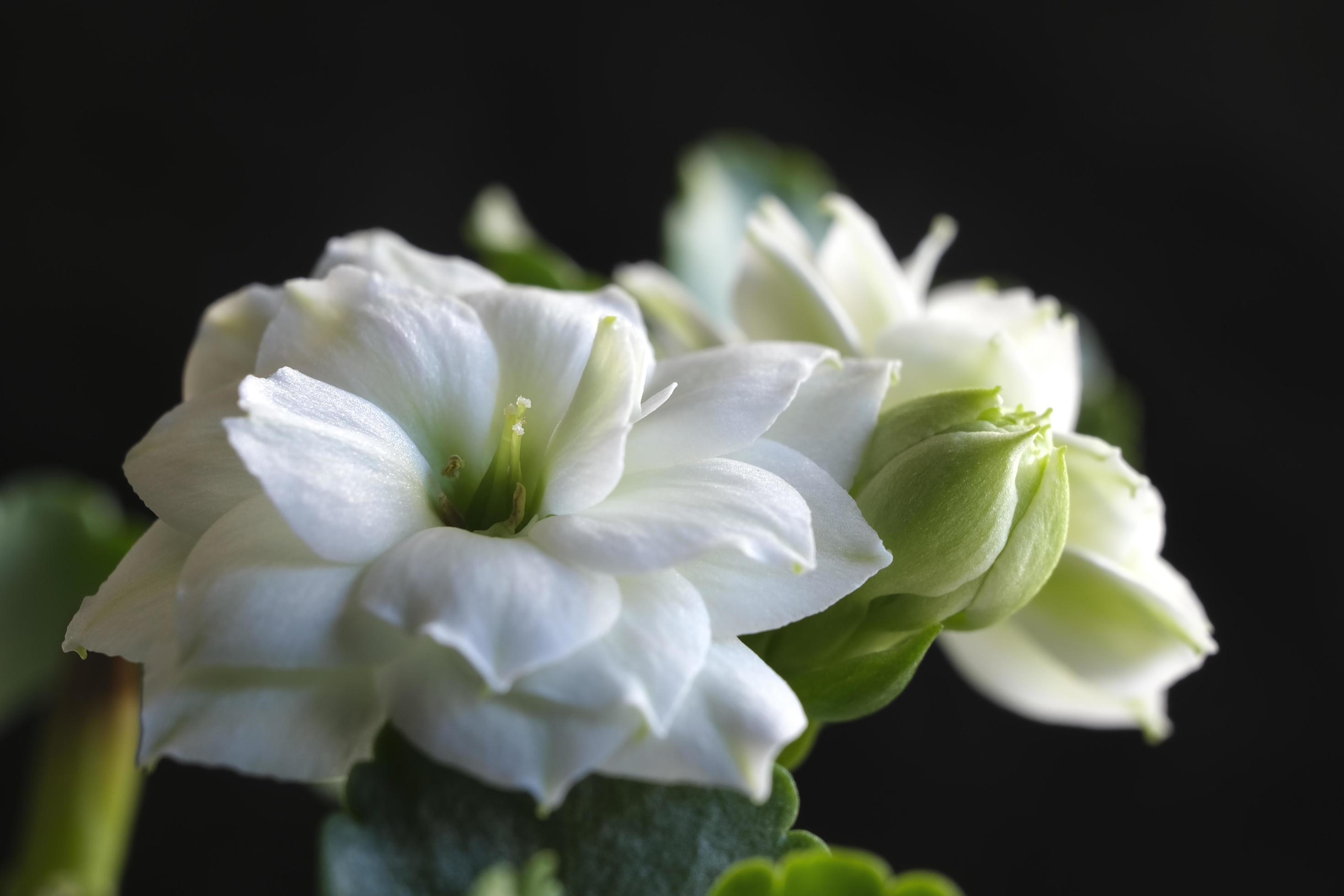 Closeup shot of a young succulent flowers isolated on a dark background Stock Free