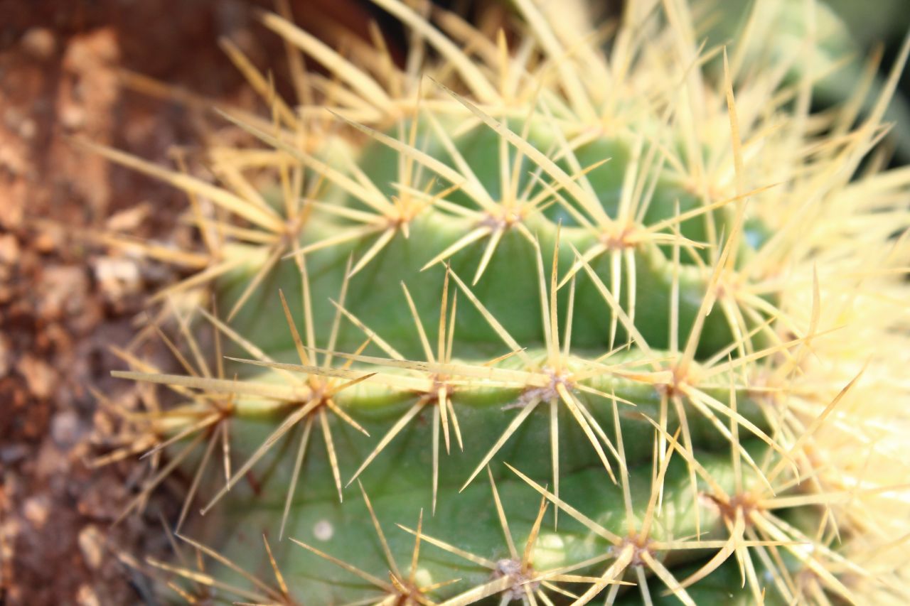 Thorny Plant Close Up Stock Free