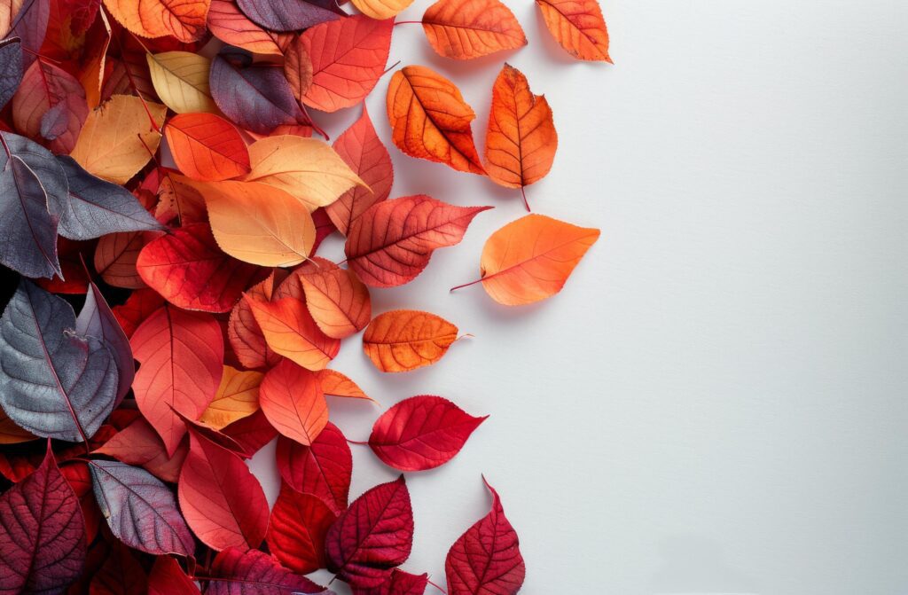 Colorful Autumn Leaves Arranged Around White Background Stock Free