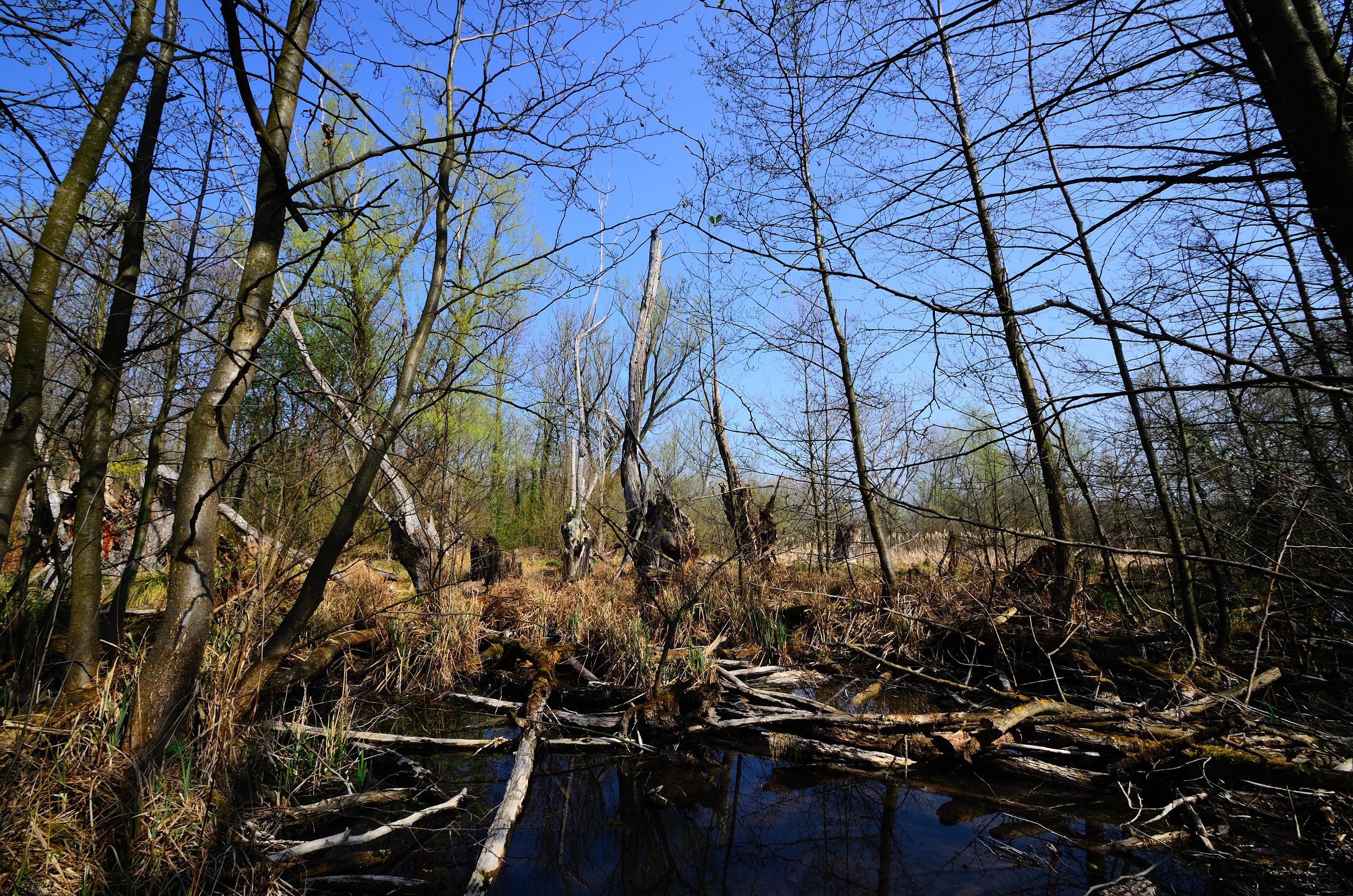 moor landscape in the nature Stock Free