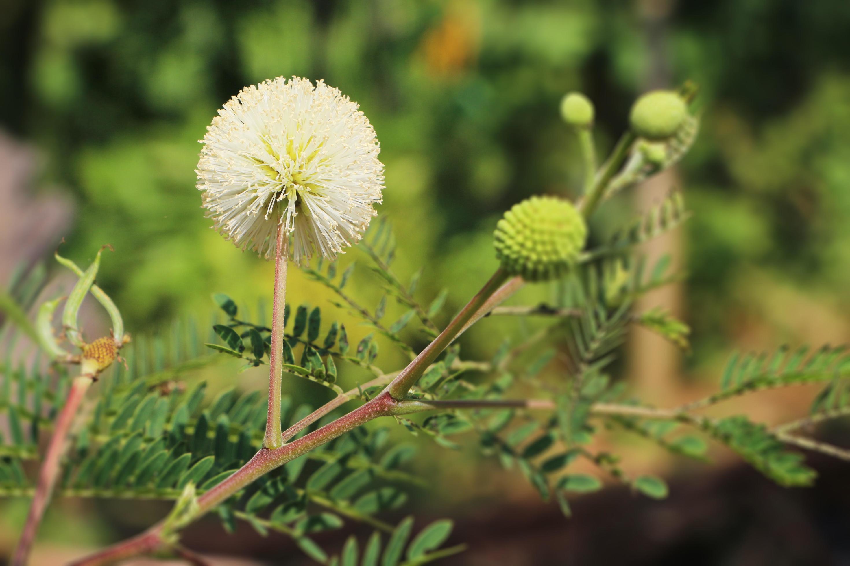 White popinac or White leadtree flowers on branch with green leaves in the garden. Stock Free