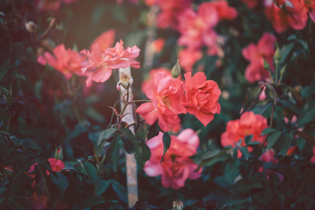 Red roses blooming in the summer garden, one of the most fragrant flowers, best smelling, beautiful and romantic flowers Stock Free