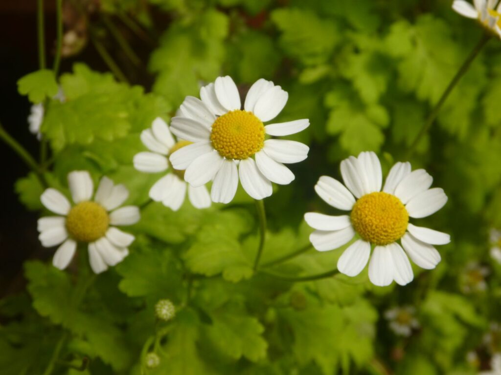 Beautiful White Flowers Garden Stock Free