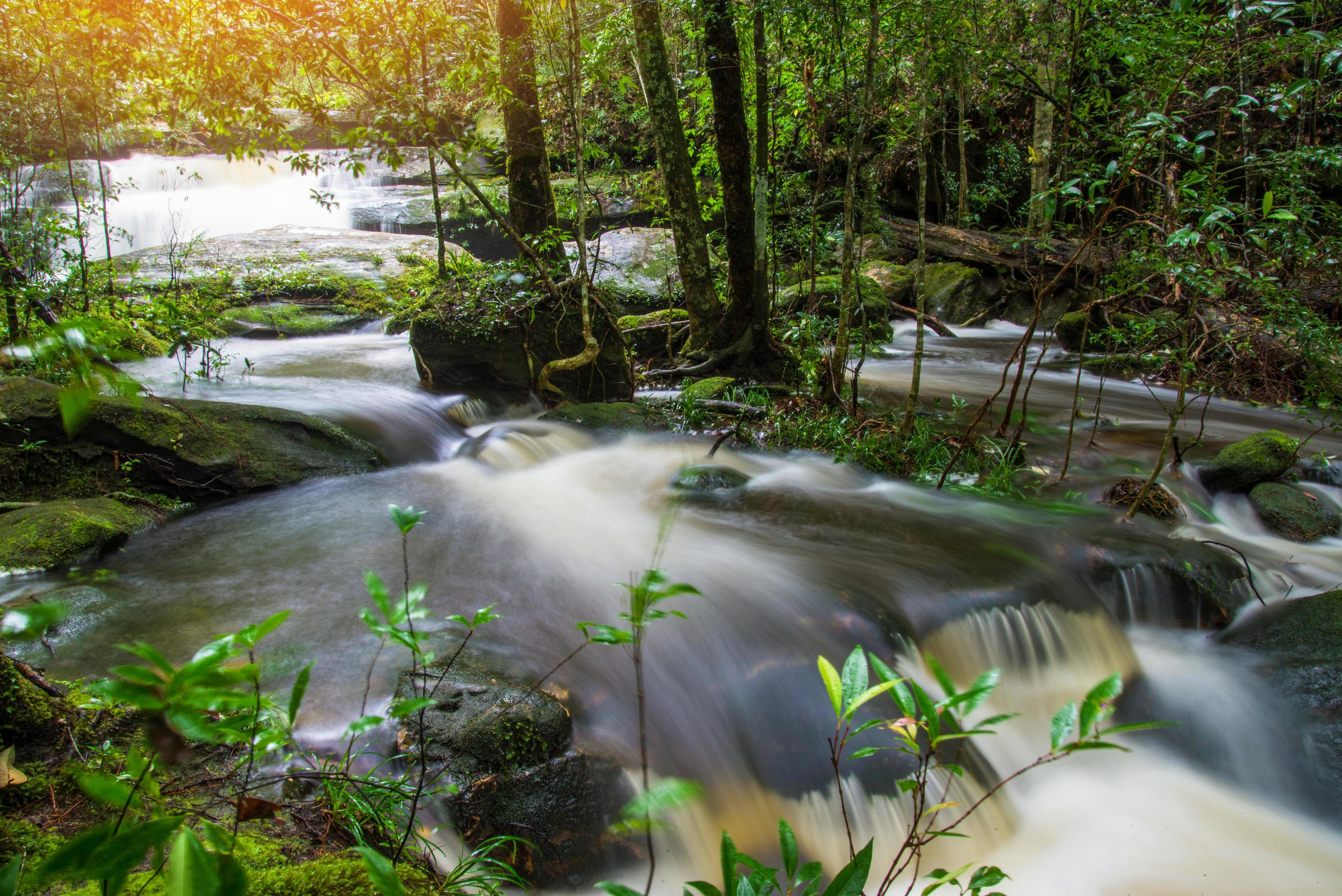 Mountain river stream waterfall green forest Landscape nature plant tree rainforest jungle with rock and green mos Stock Free