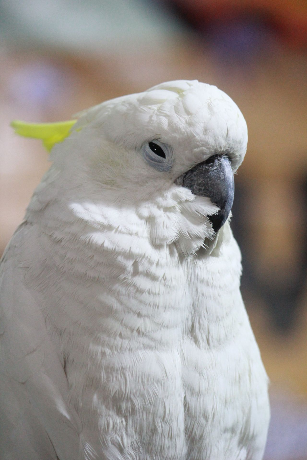 Cockatoo Bird Stock Free