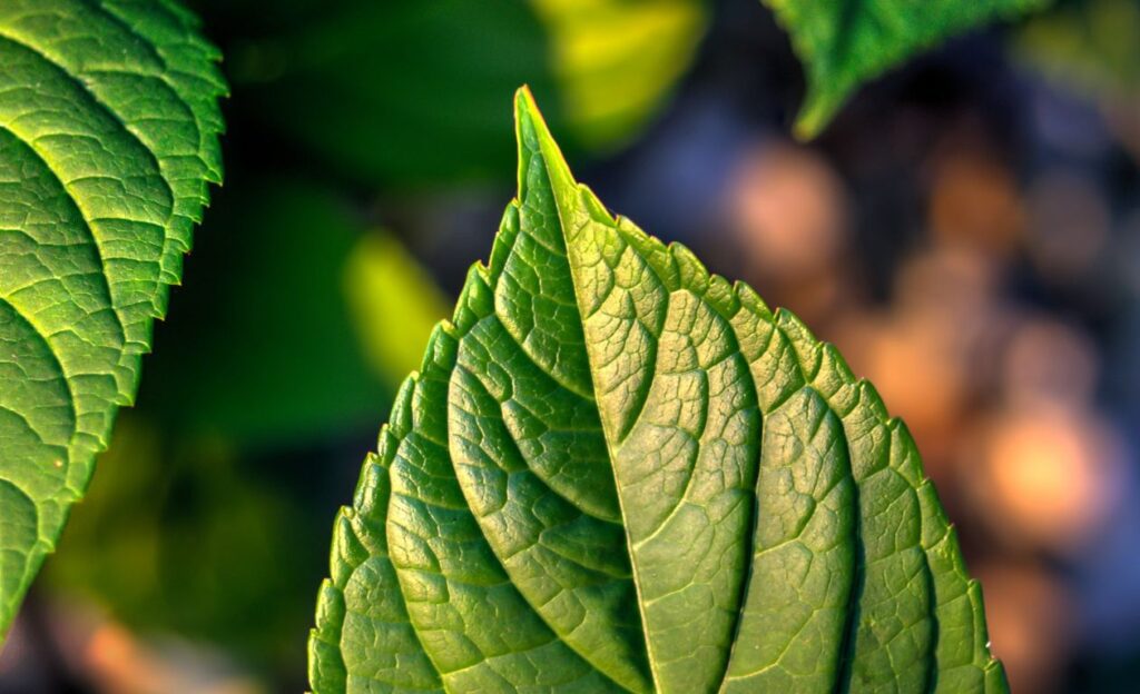 Leaf close up Stock Free