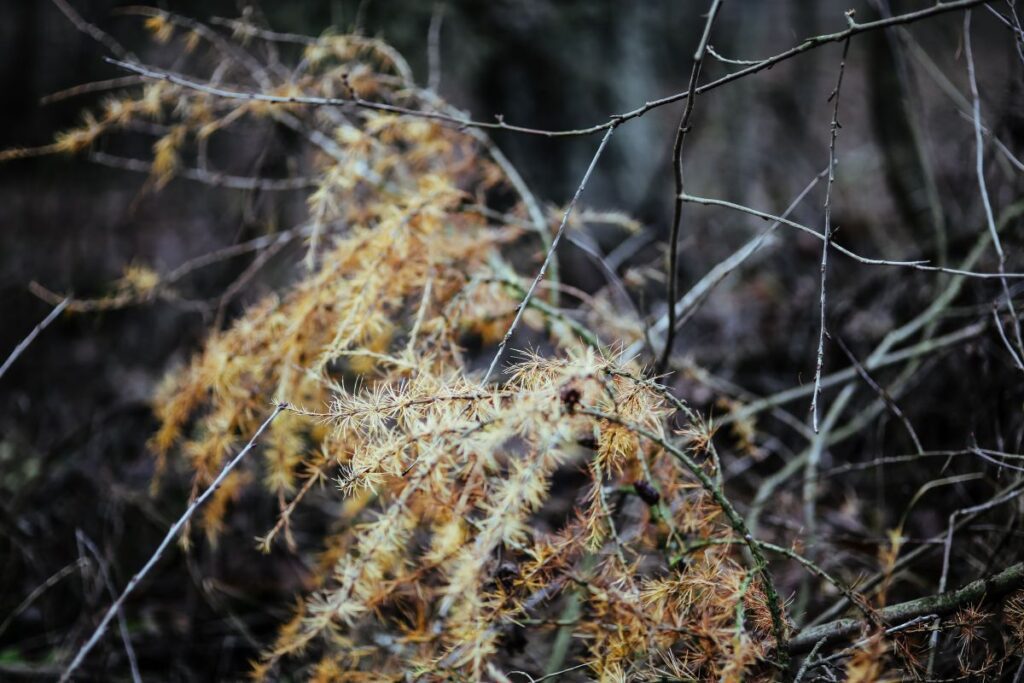 A walk in an autumn forest Stock Free