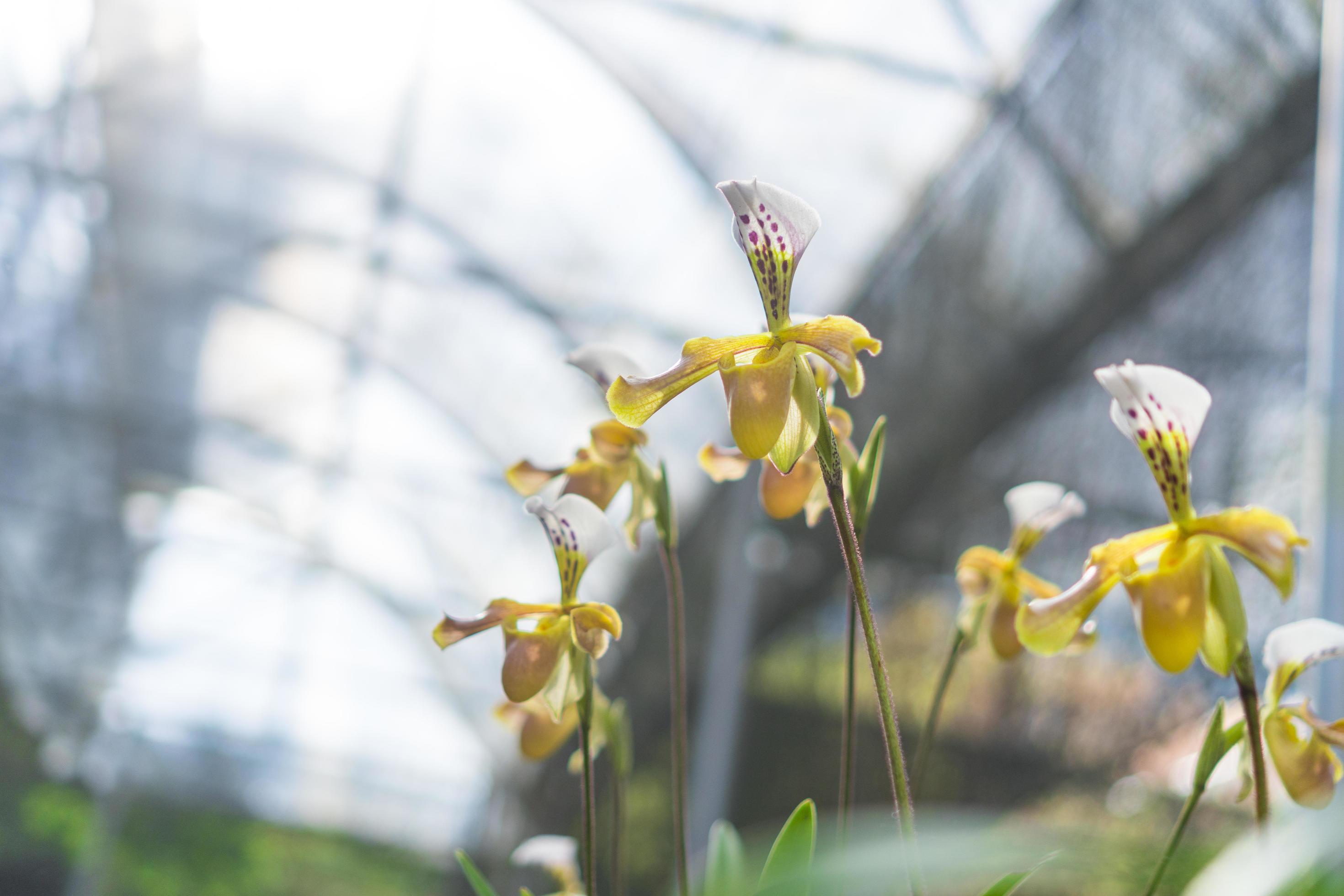 Paphiopedilum orchid flowers Stock Free