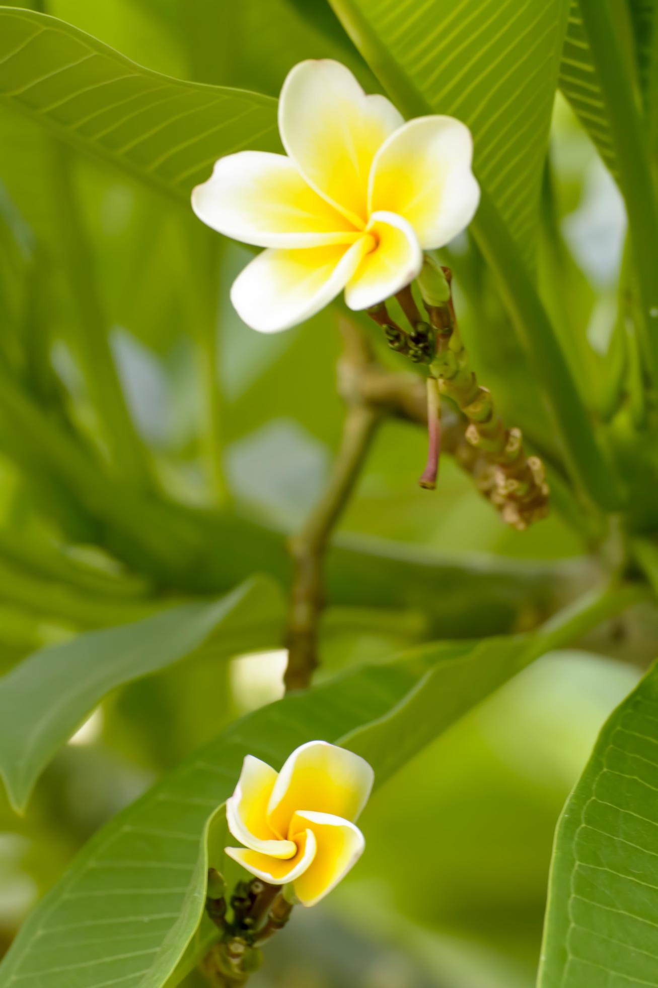 Plumeria flowers are so beautiful that popular in Thailand. Stock Free