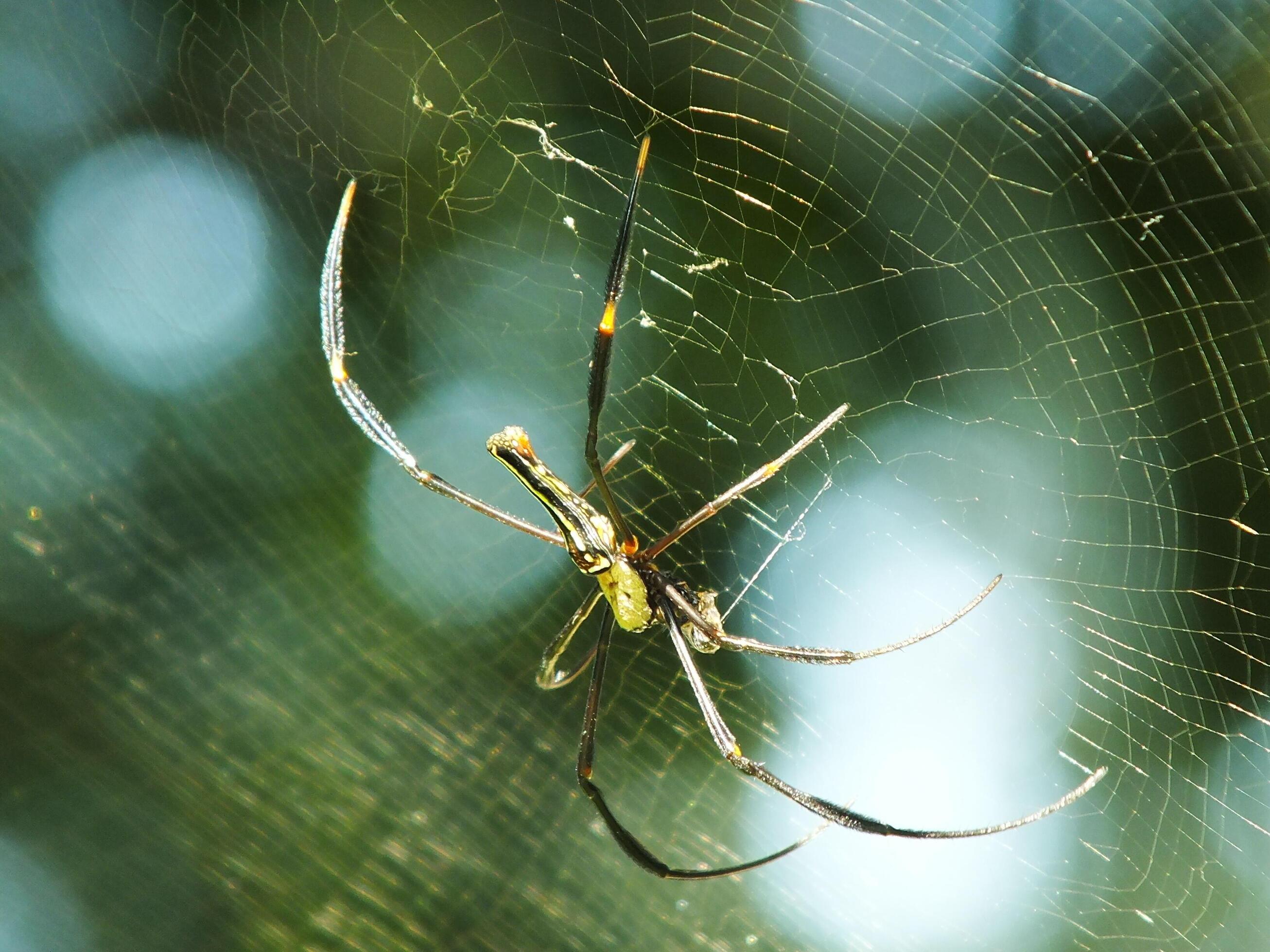 Spider in the cobweb with natural green forest background. A large spider waits patiently in its web for some prey Stock Free