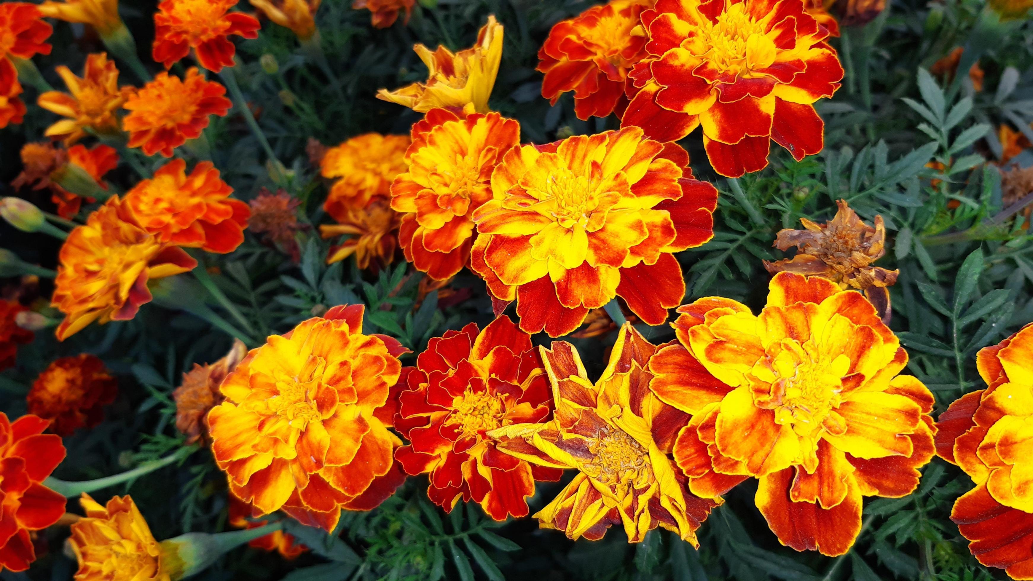 Tagetes erecta, the Aztec marigold, Mexican marigold, big marigold, spring blooming flower. Stock Free