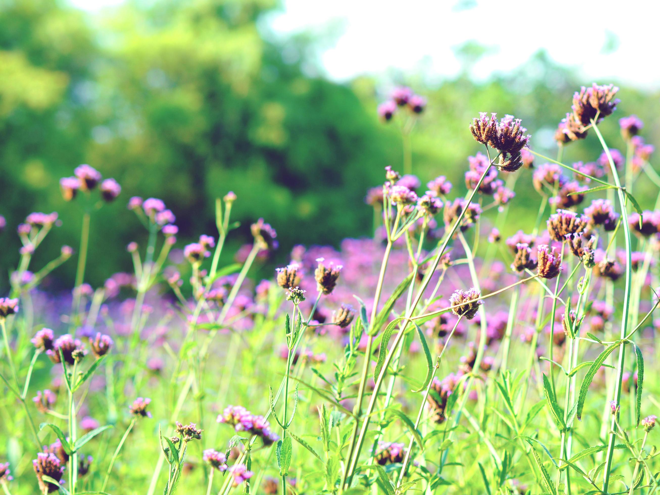 Closeup purple flower garden in natural fresh floral retro warm tone and the blur background Stock Free