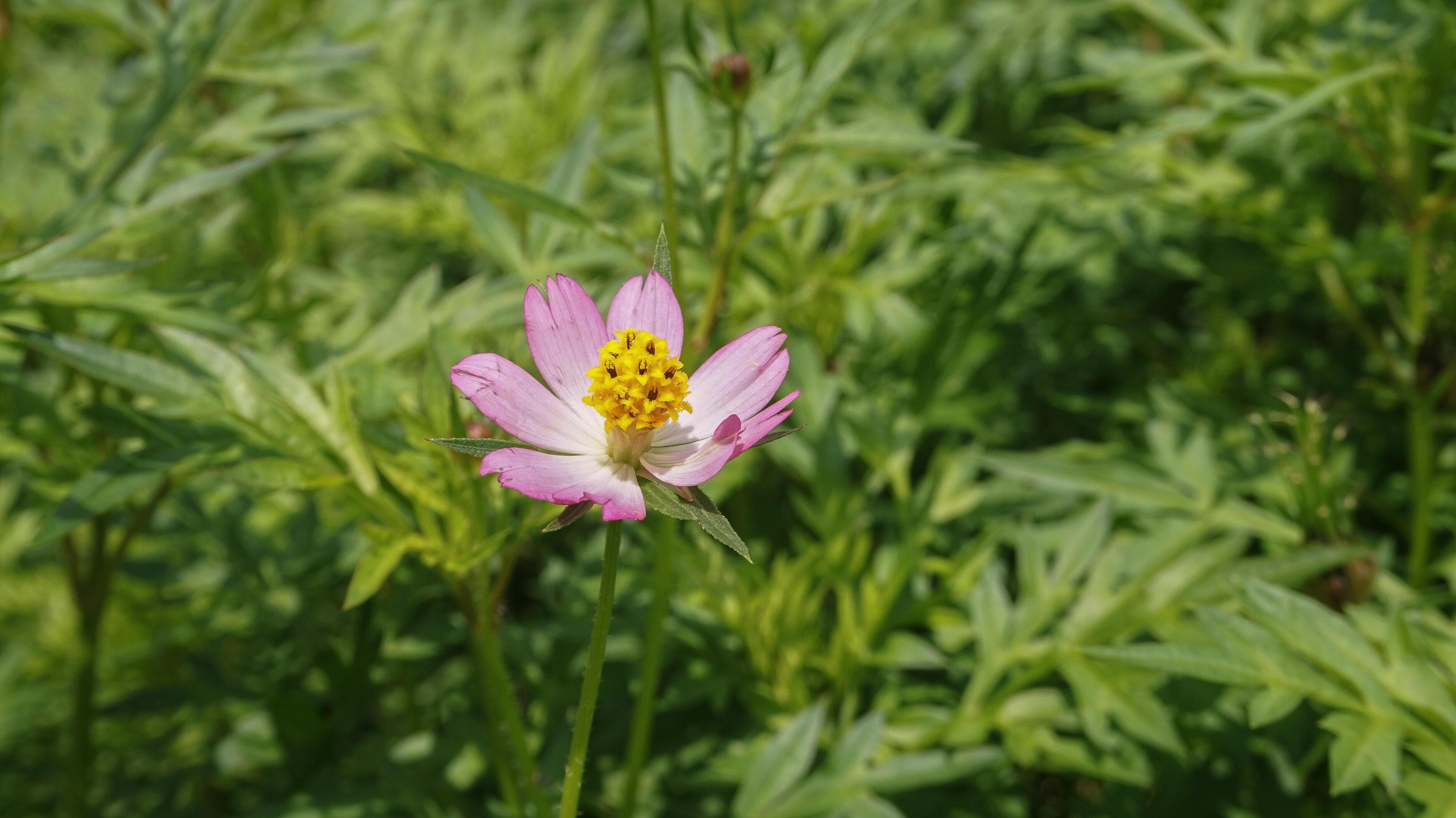 beautiful,Colorful flower background images,nature background Stock Free