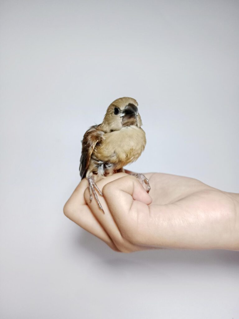 a bird on a hand on a white background Stock Free