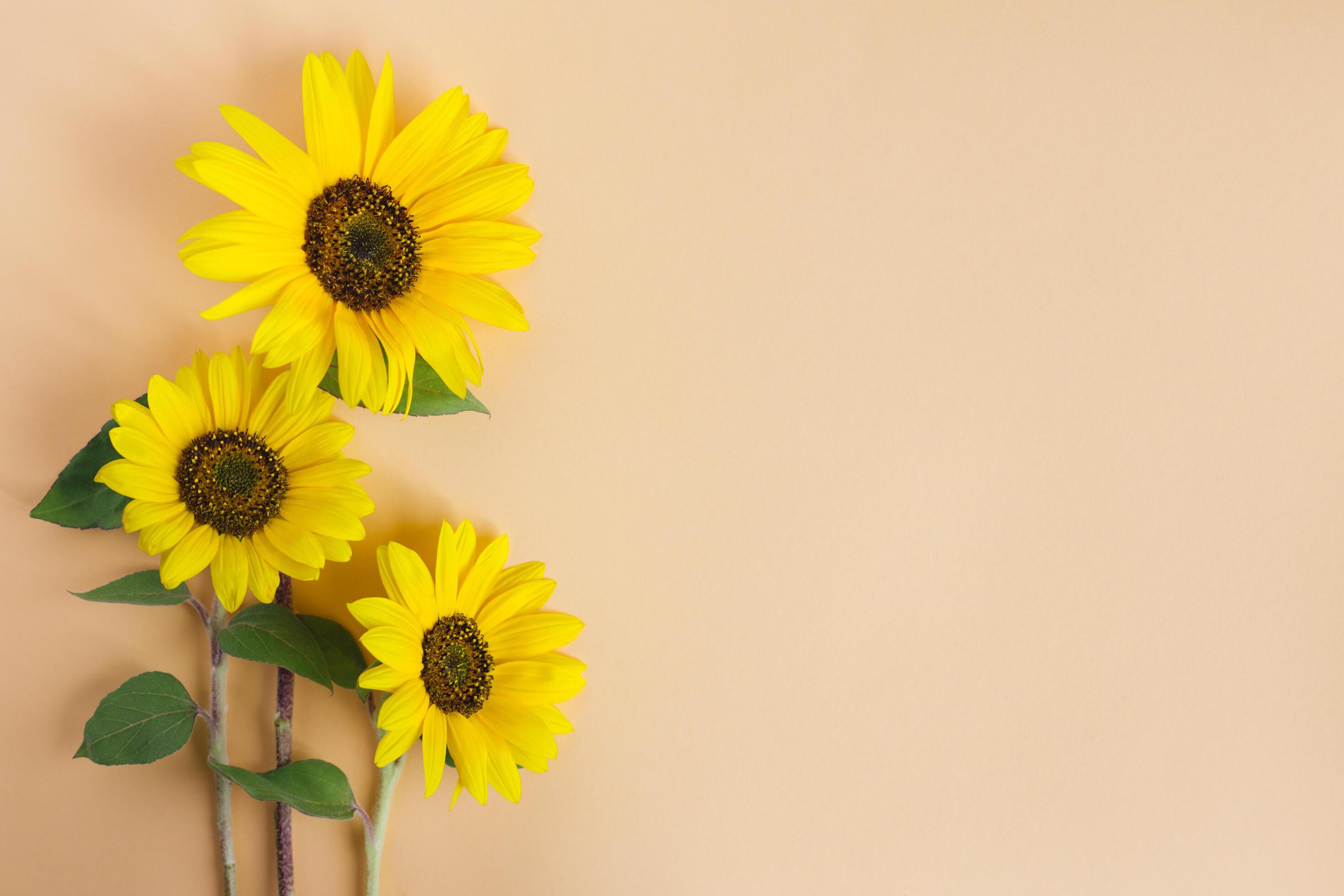 Three beautiful decorative sunflowers on orange pastel background. Stock Free