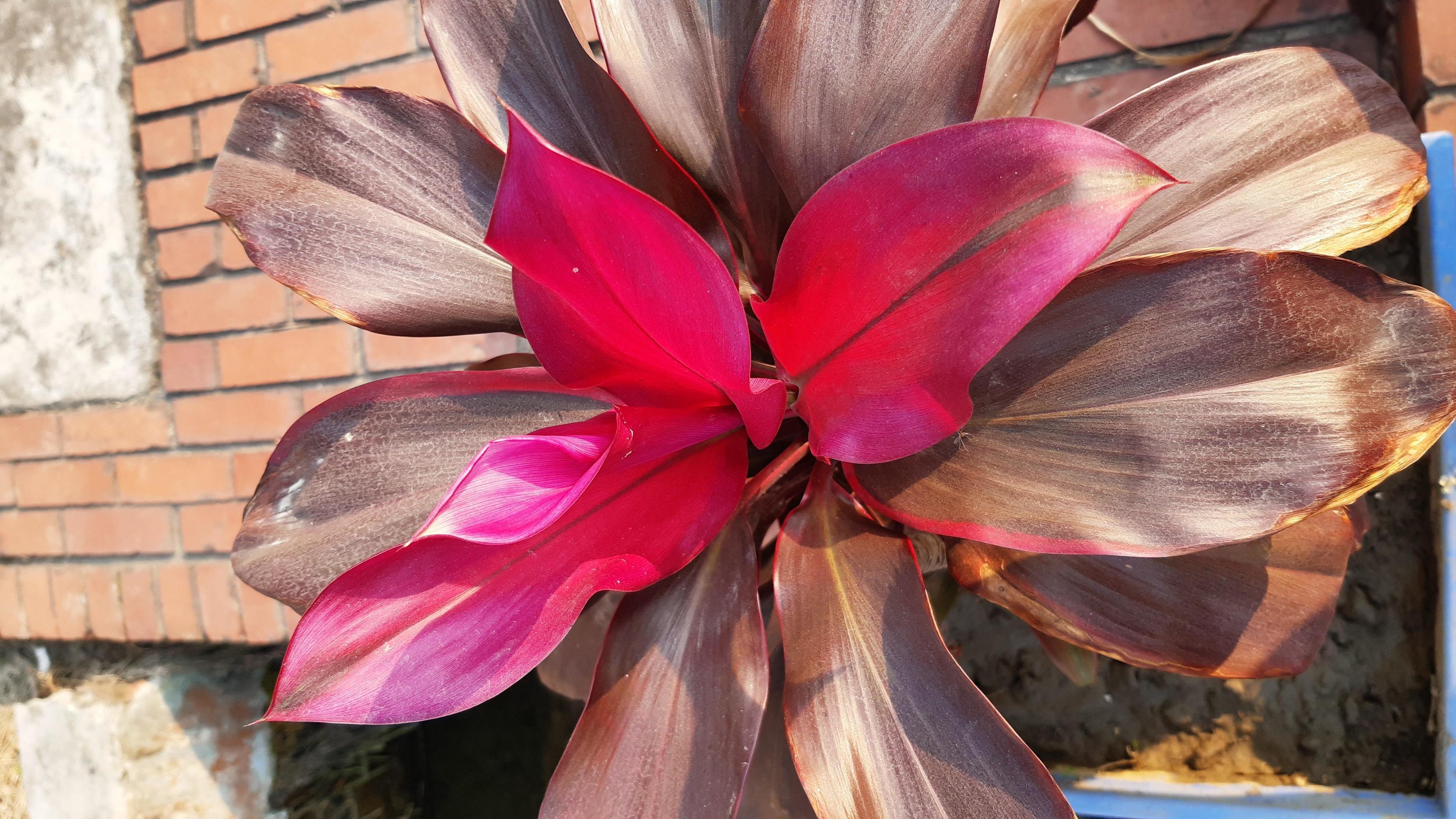 Cordyline fruticosa, blooming flower in the garden. Stock Free