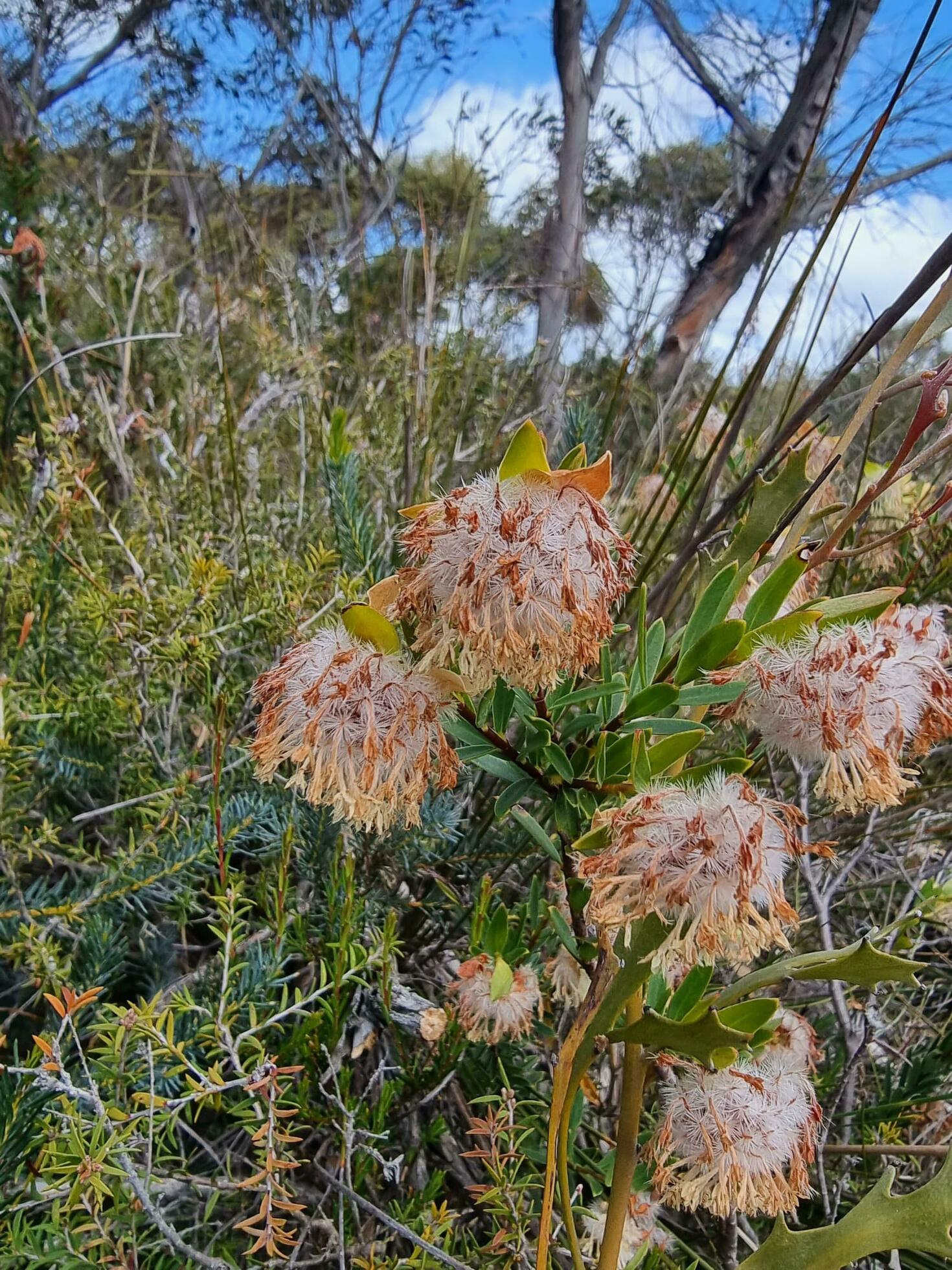 Australian Outback Flower Stock Free