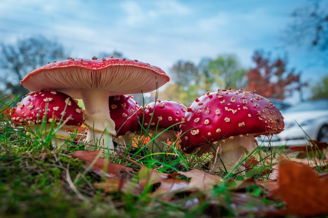 Amanita muscaria Stock Free