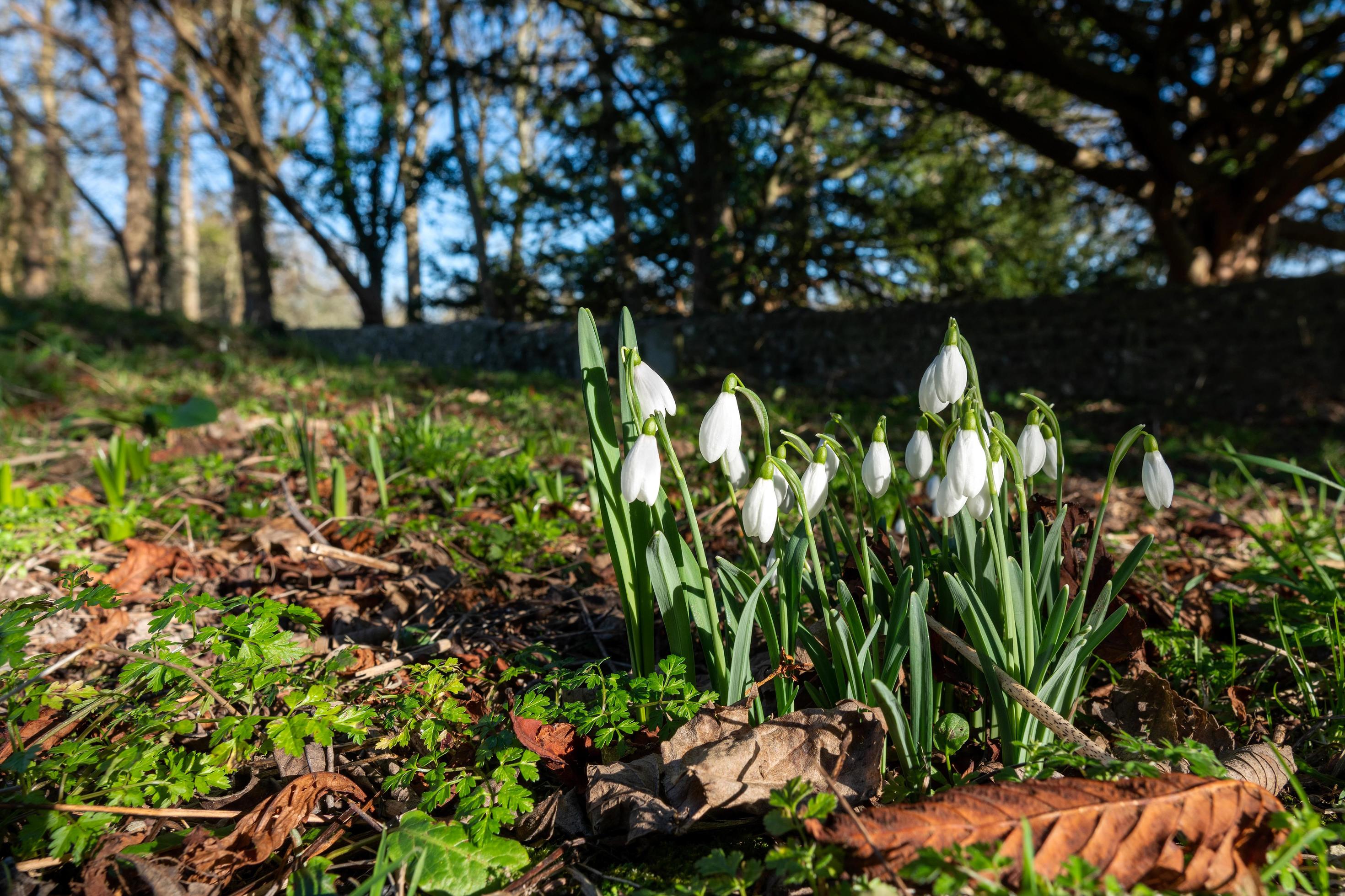 Snowdrops flowering in January in Folkington East Sussex Stock Free