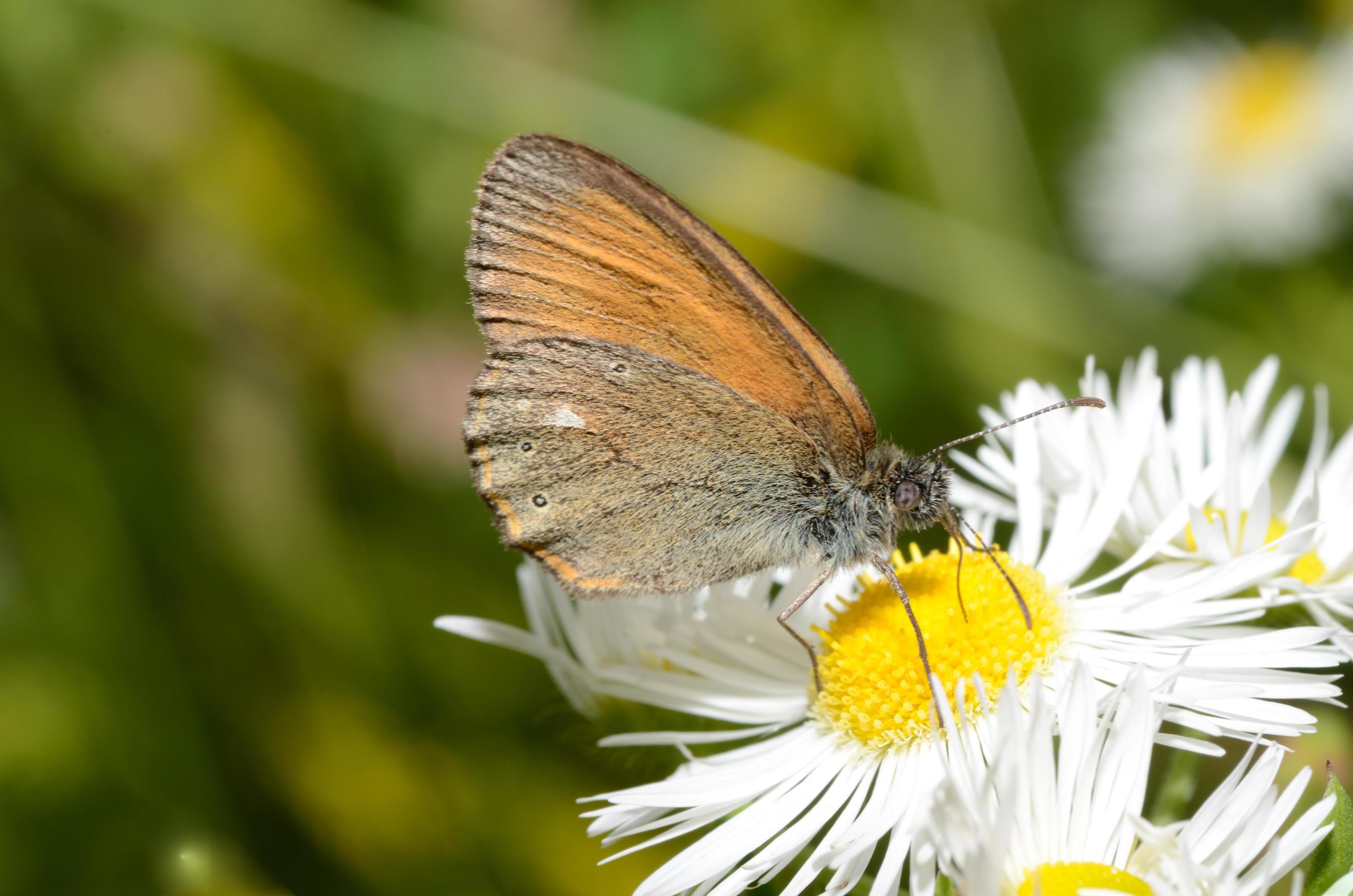 brown butterfly on flower Stock Free