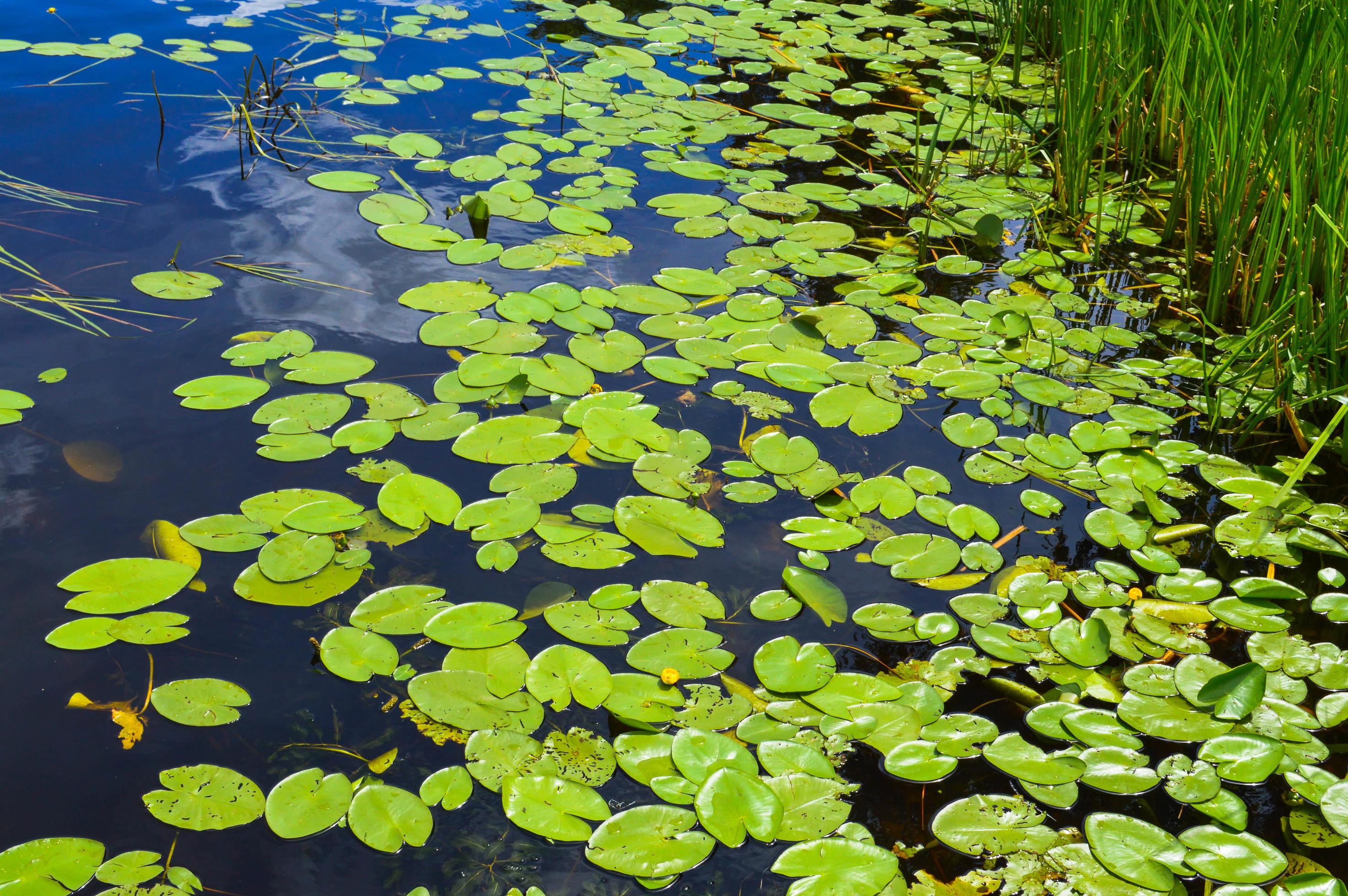 Texture of lake river water with green leaves of lily plants, the back background of blue pure natural water with green waterlily algae leaves Stock Free