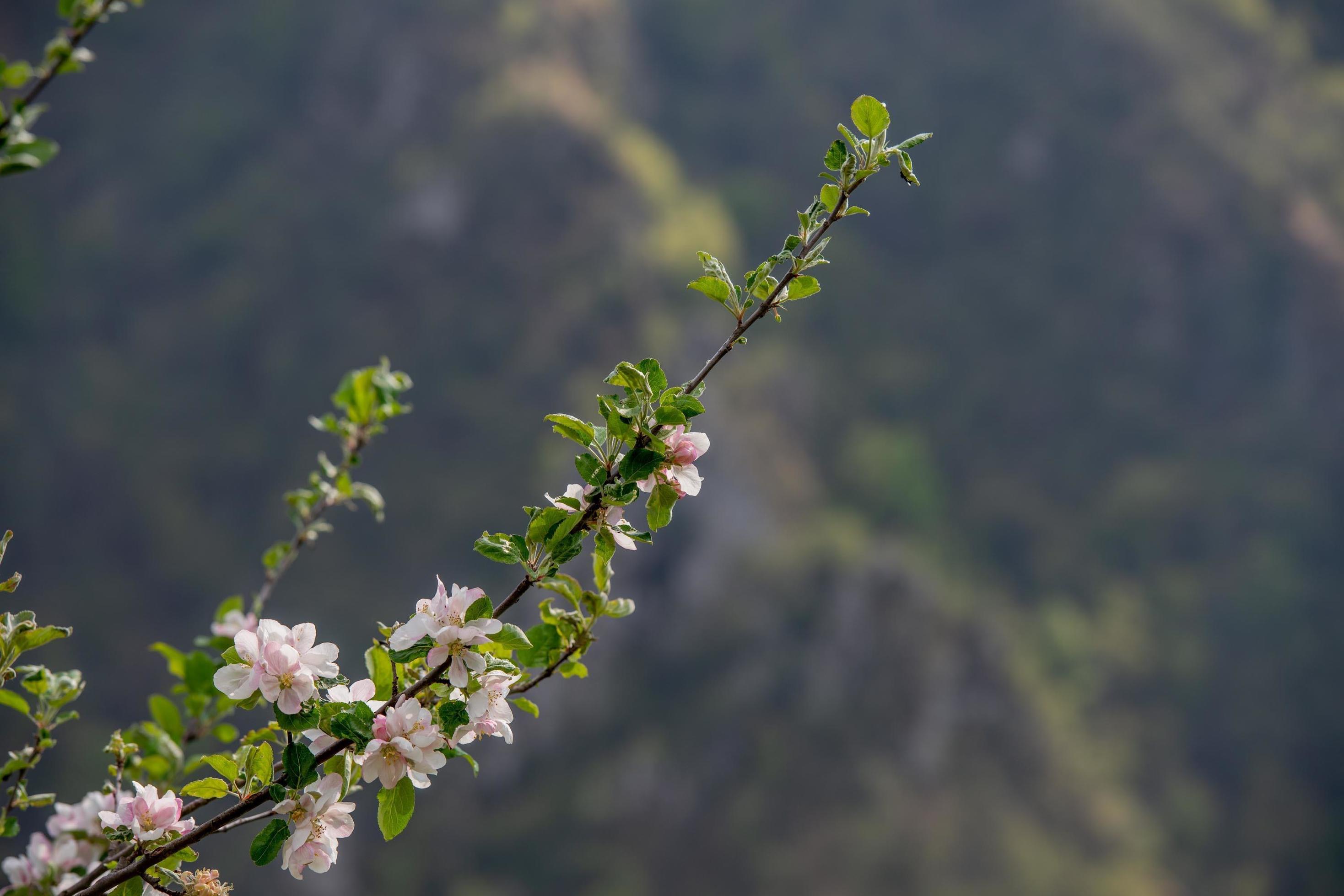 
									Flowering peach tree Stock Free