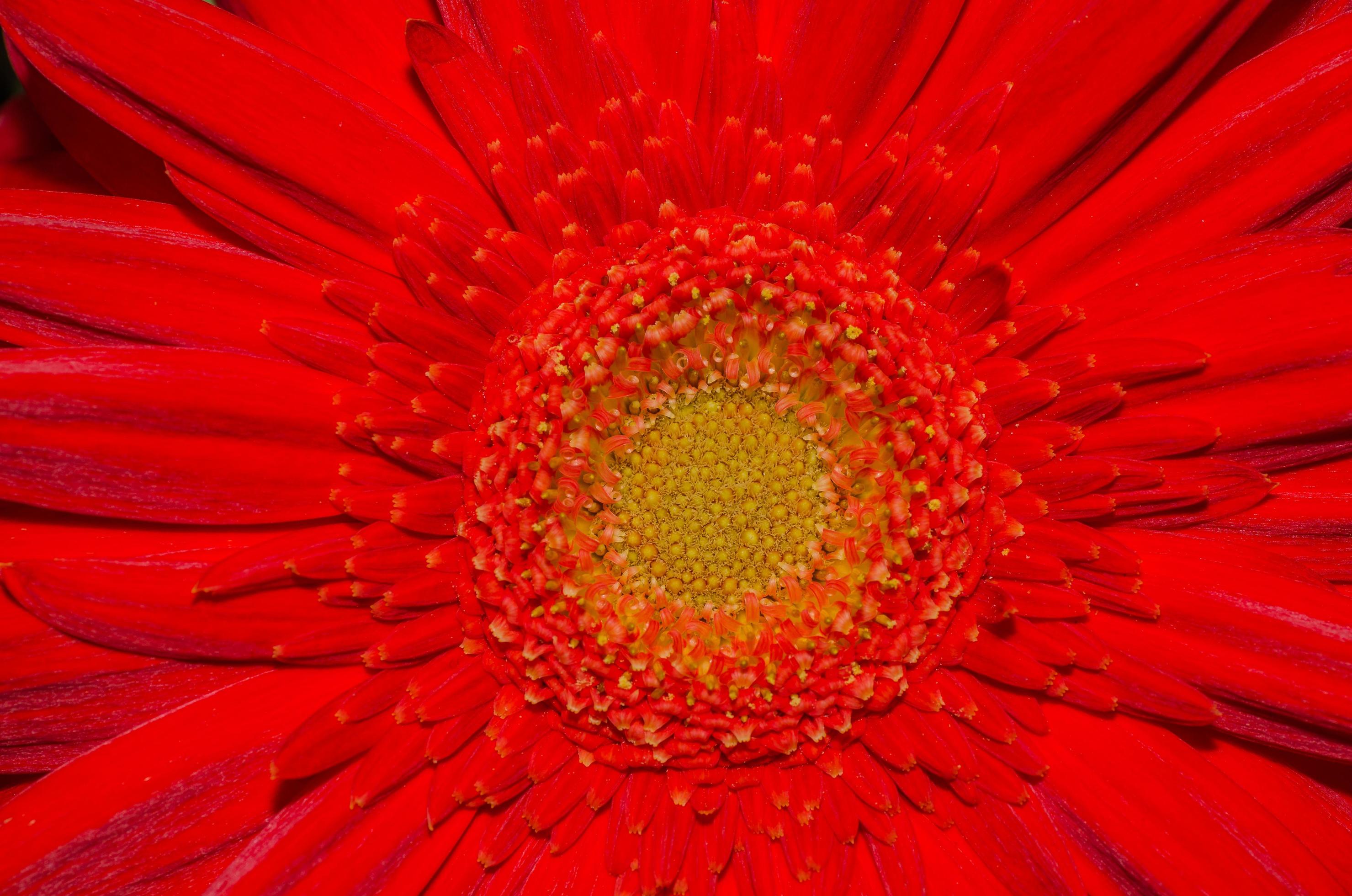 red flower detail view Stock Free