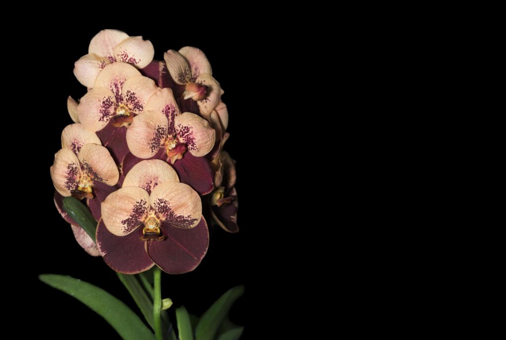 brown vanda flower orchid, isolated on black background Stock Free