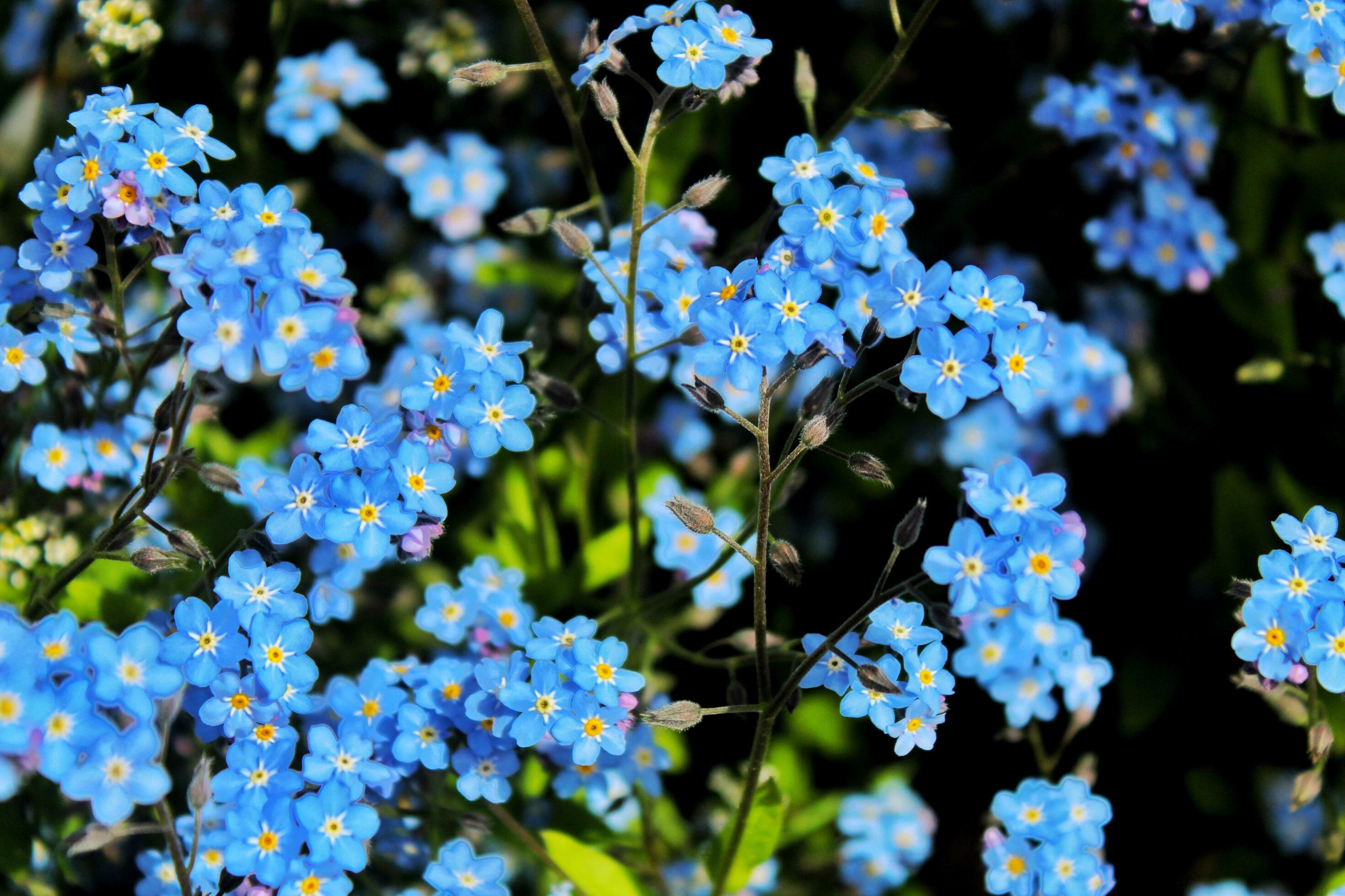 Flowers,Forget me nots image Stock Free