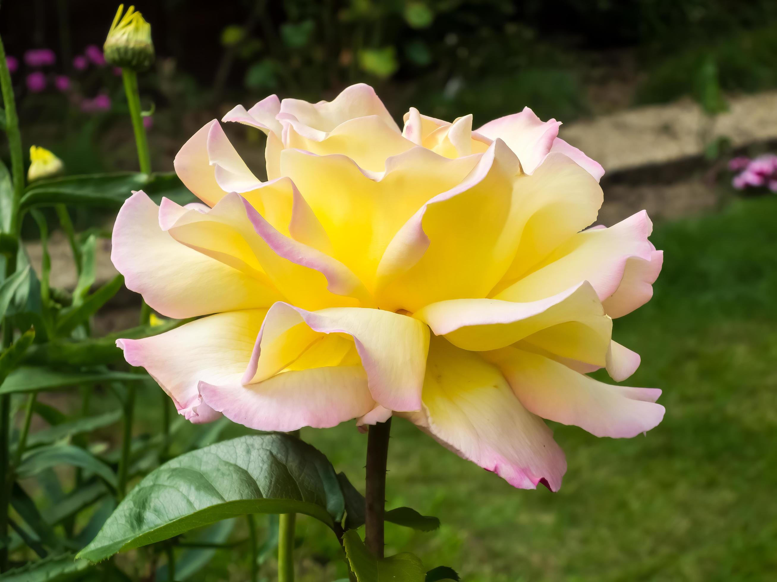 Yellow Rose flowering in an English garden Stock Free