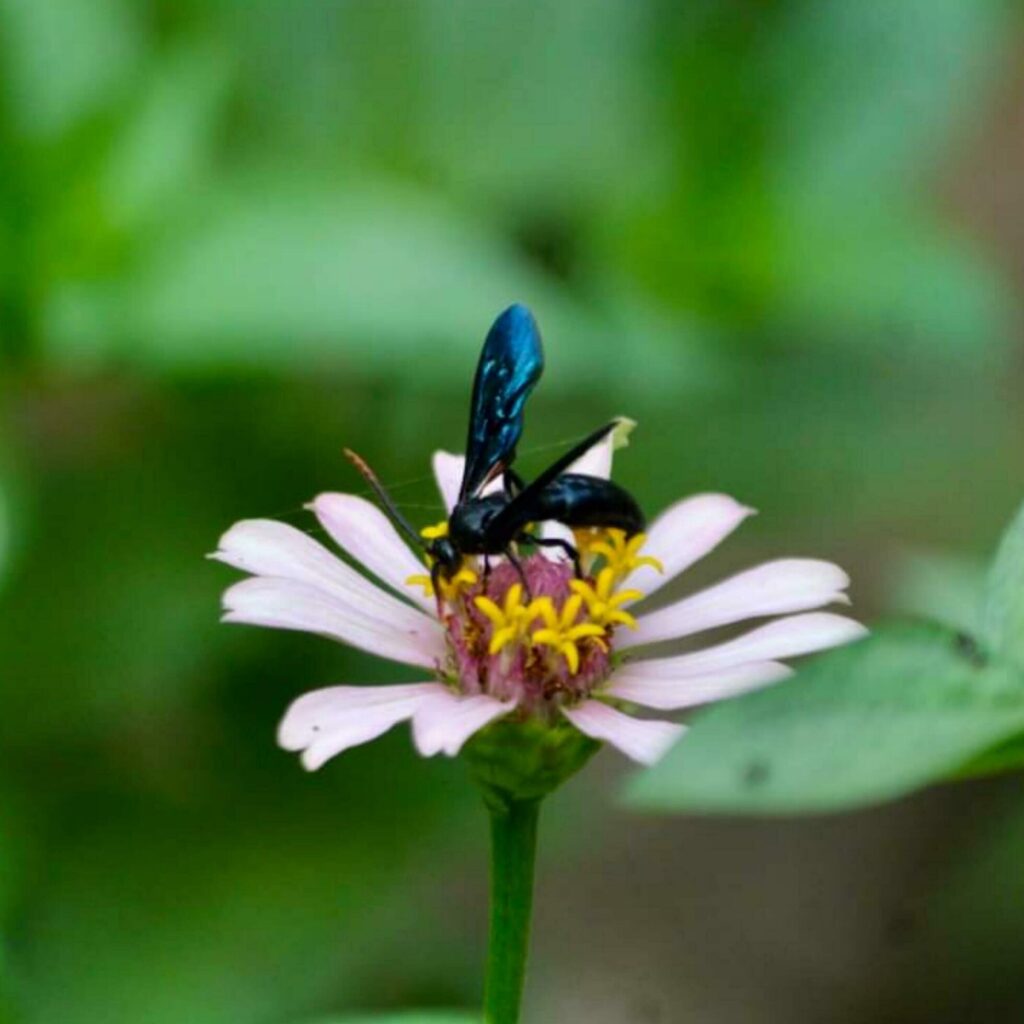 Beautiful blooming flower in the garden Stock Free