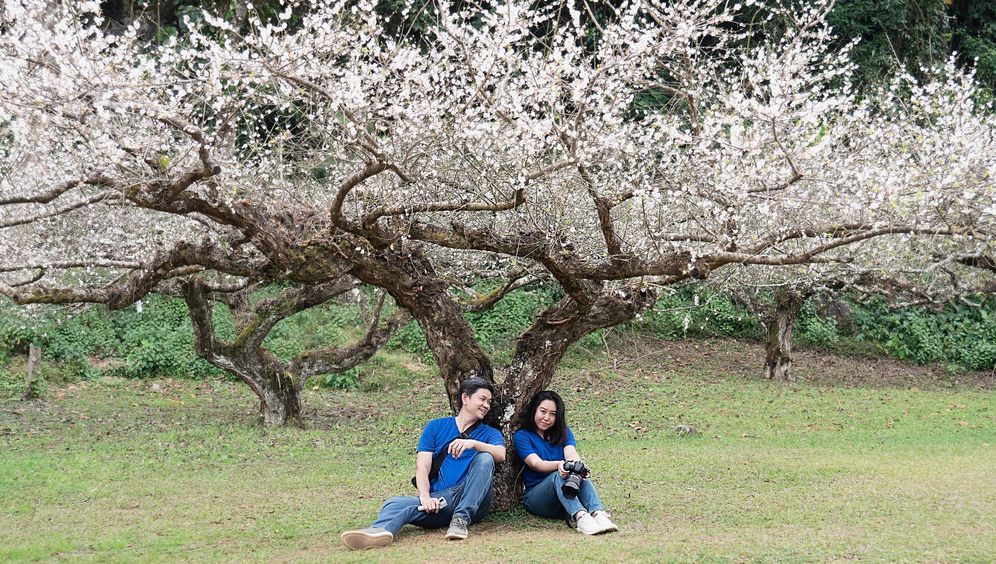 Asian couple happy taking photo in beauliful nature peach garden in Doi Ang Khang, Chiangmai Thailand Stock Free