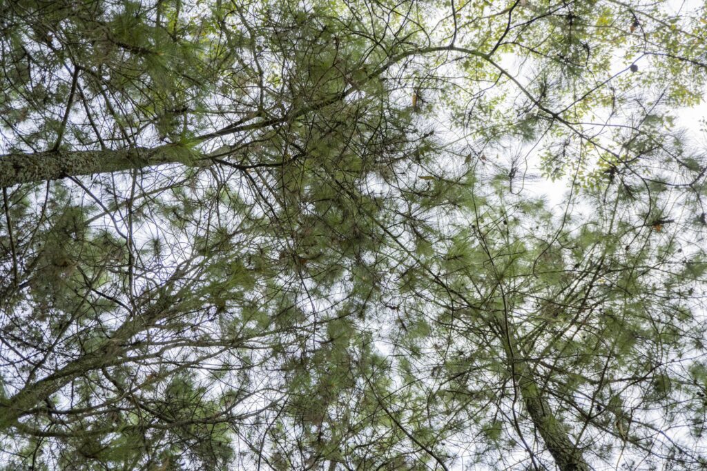 Low angel pine forest when spring season. The photo is suitable to use for nature background, environment poster and nature content media. Stock Free