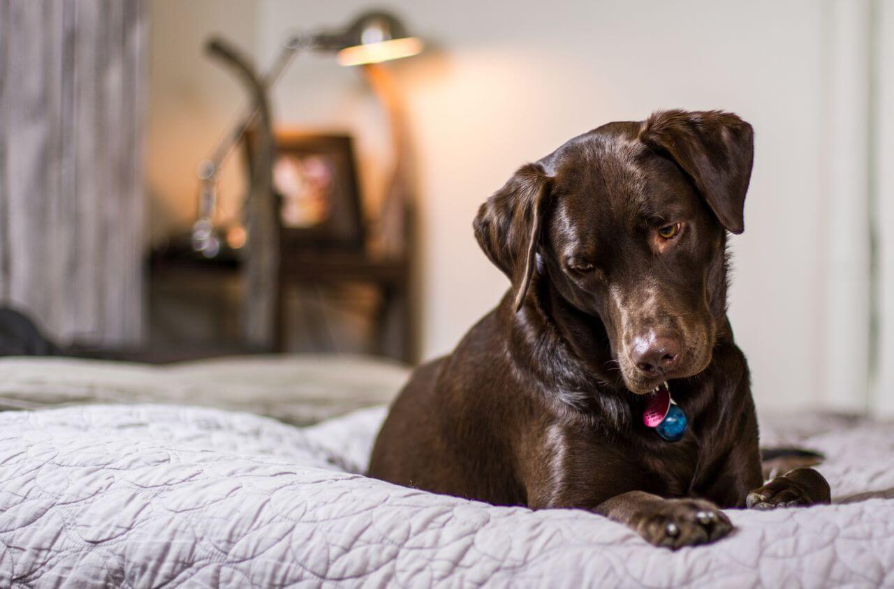 Dog Relaxing on Bed Stock Free